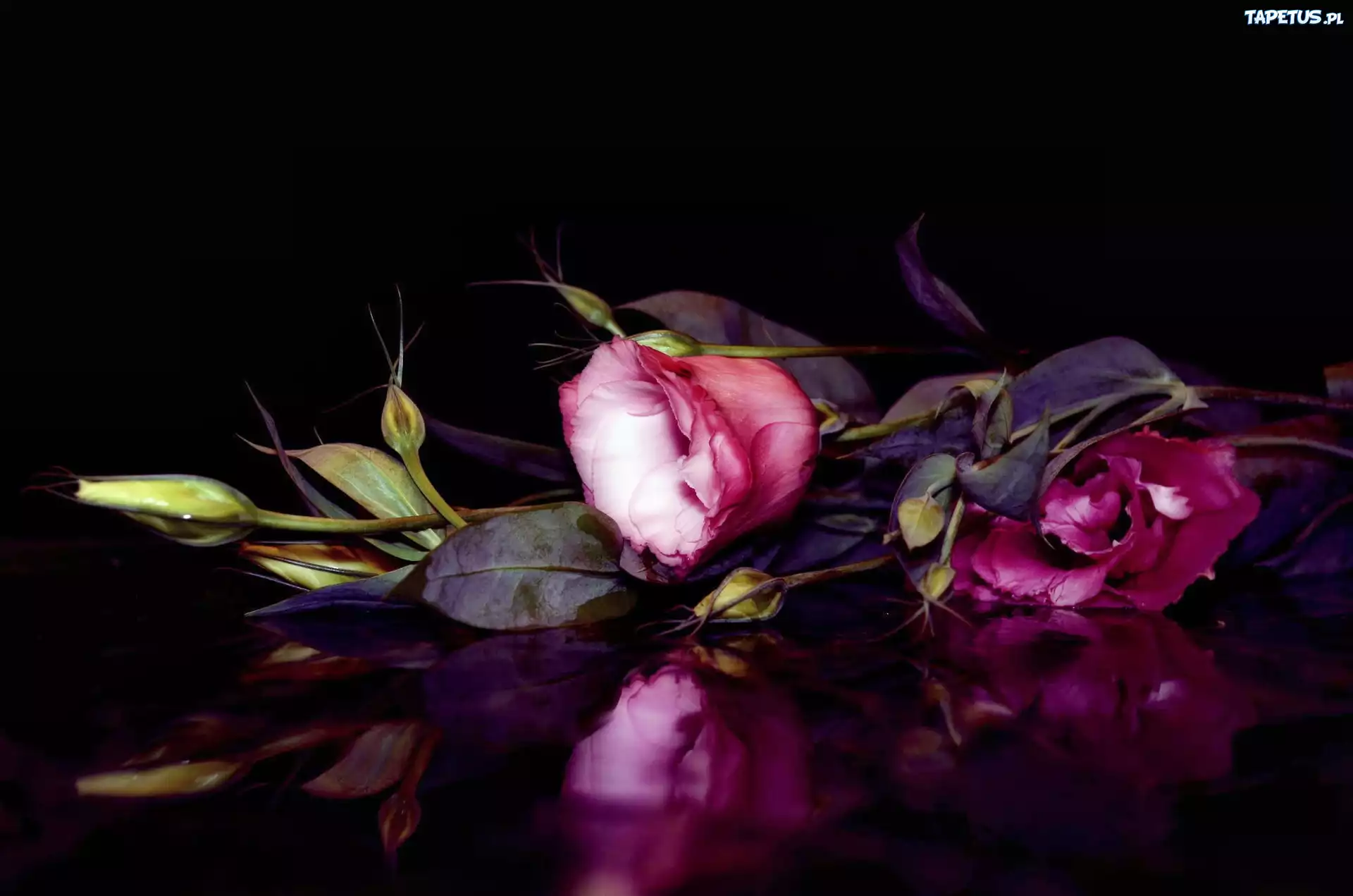 Liliowa, Eustoma, Odbicie