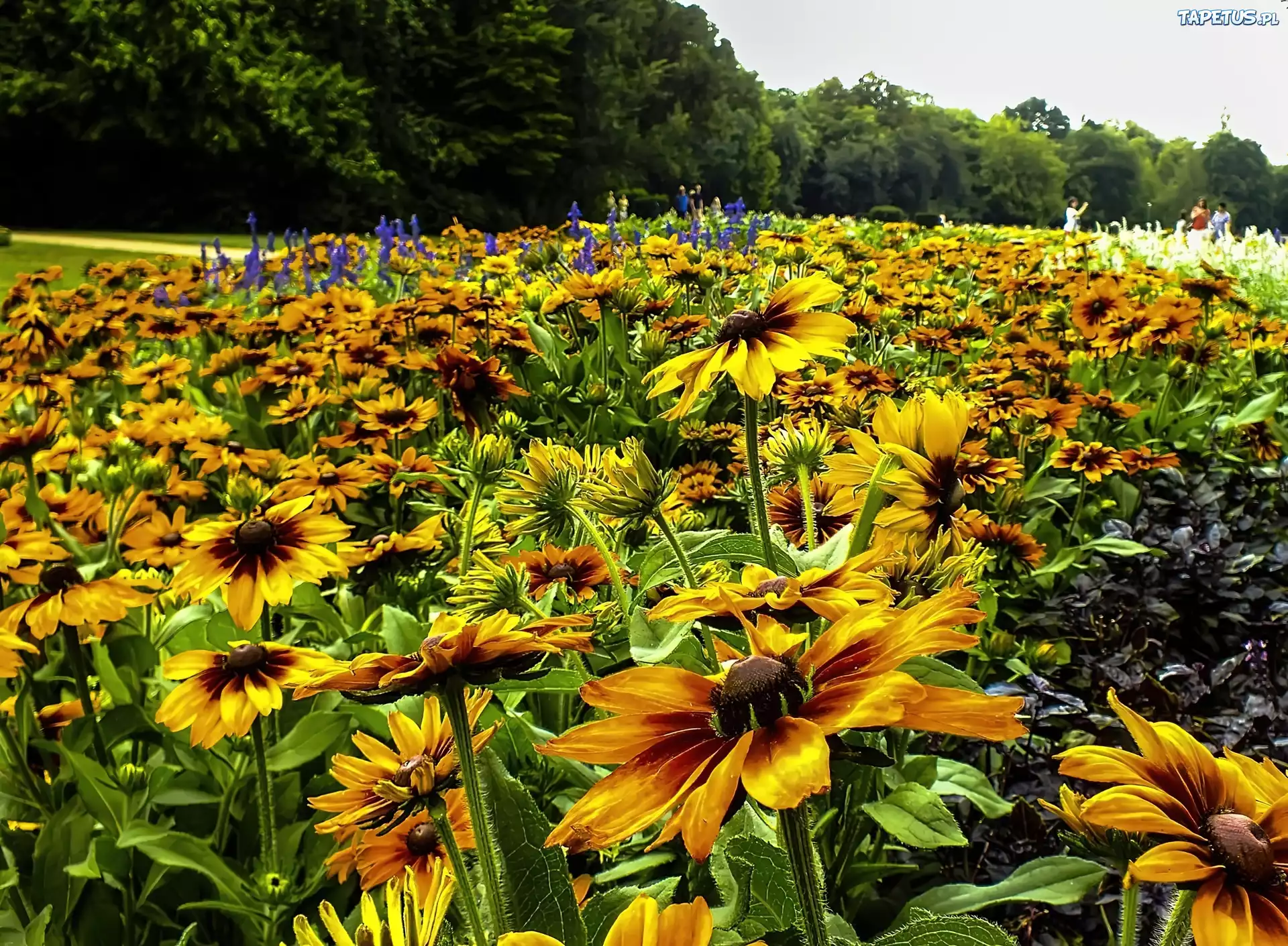 Kwiaty, Rudbekia, Łąka
