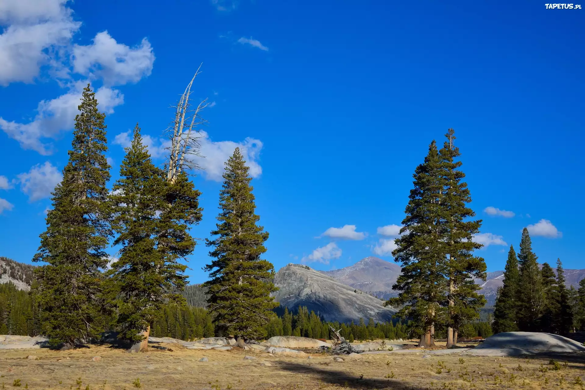 Stany Zjednoczone, Stan Kalifornia, Park Narodowy Yosemite, Góry, Drzewa
