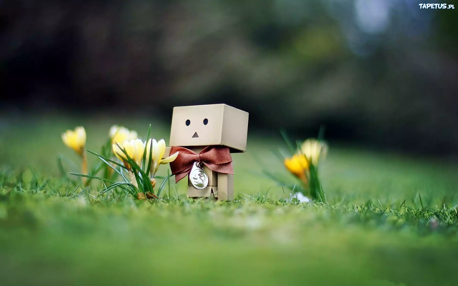 Wiosna, Danbo, Trawnik, Krokusy
