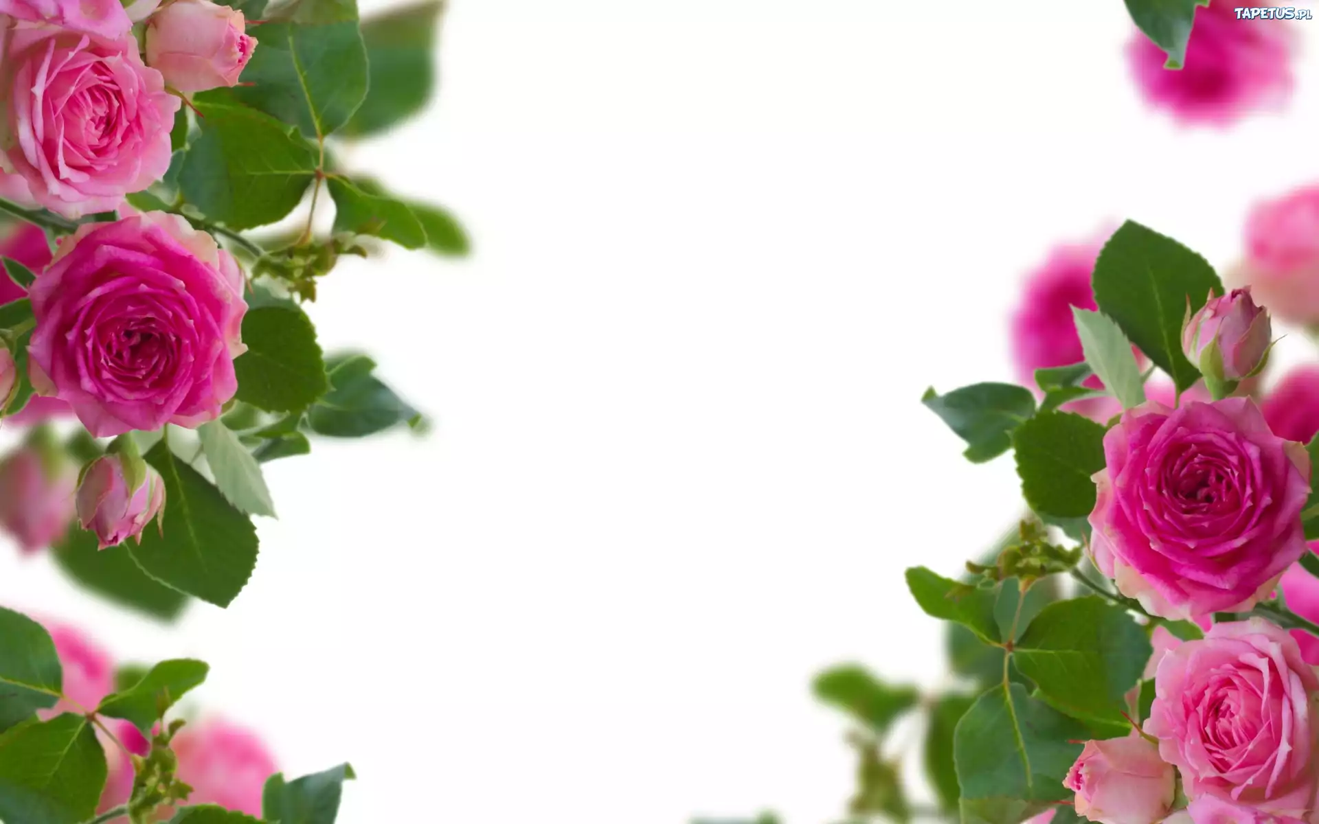 Kwiaty, Rozowe, Roze