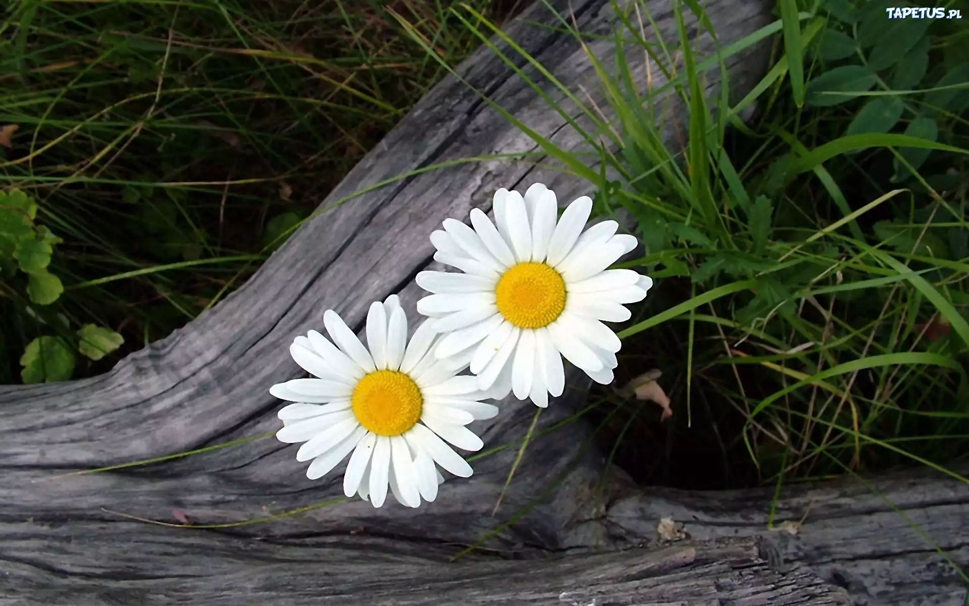 Margerytki