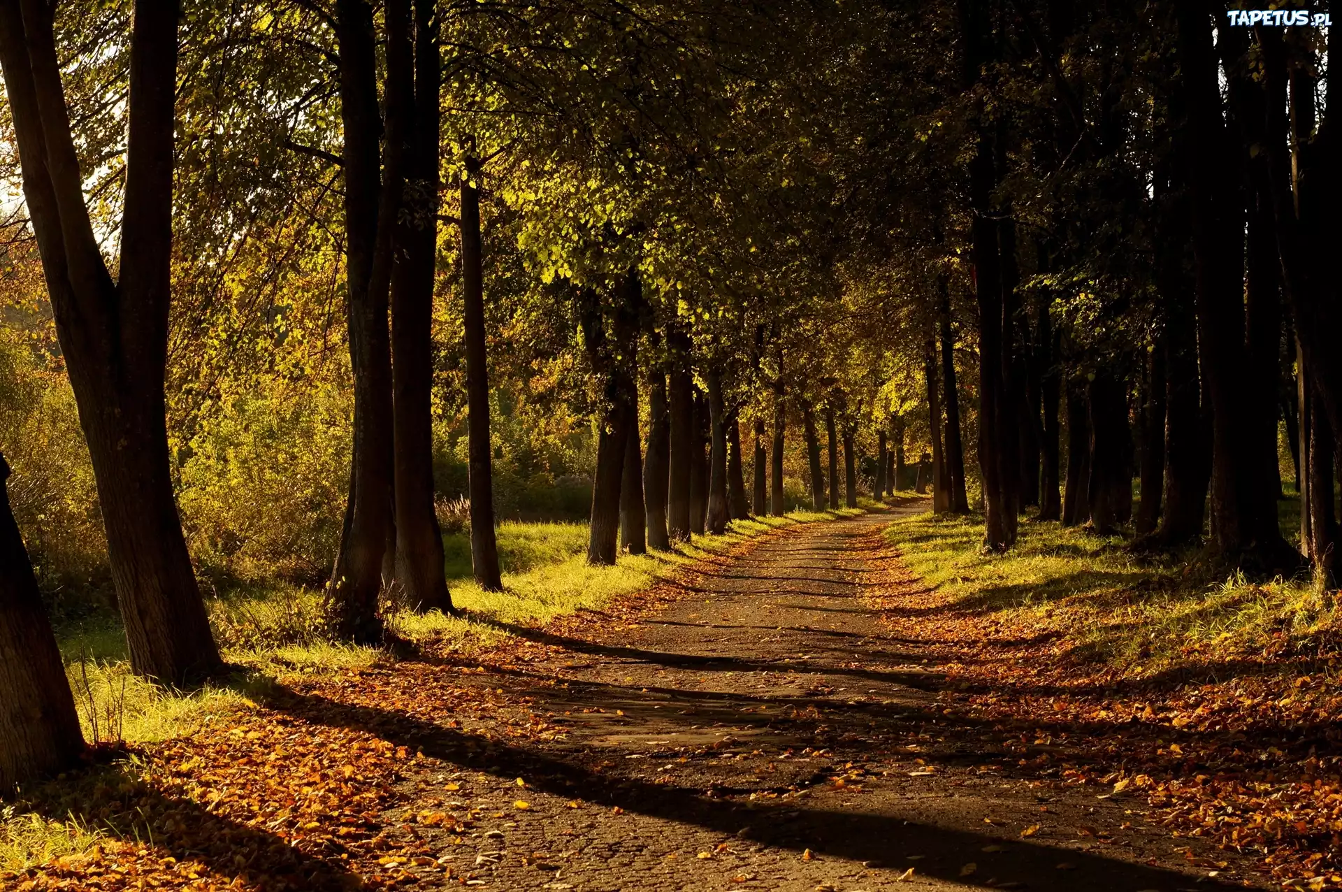 Droga, Przebijające, Światło, Park