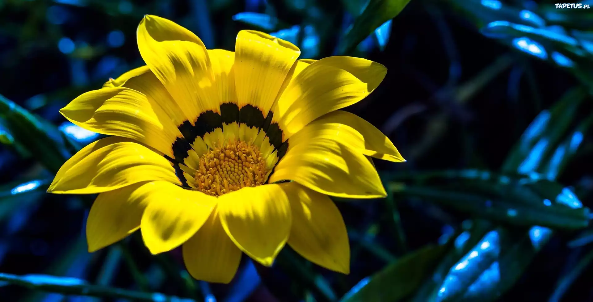 Żółta, Gazania