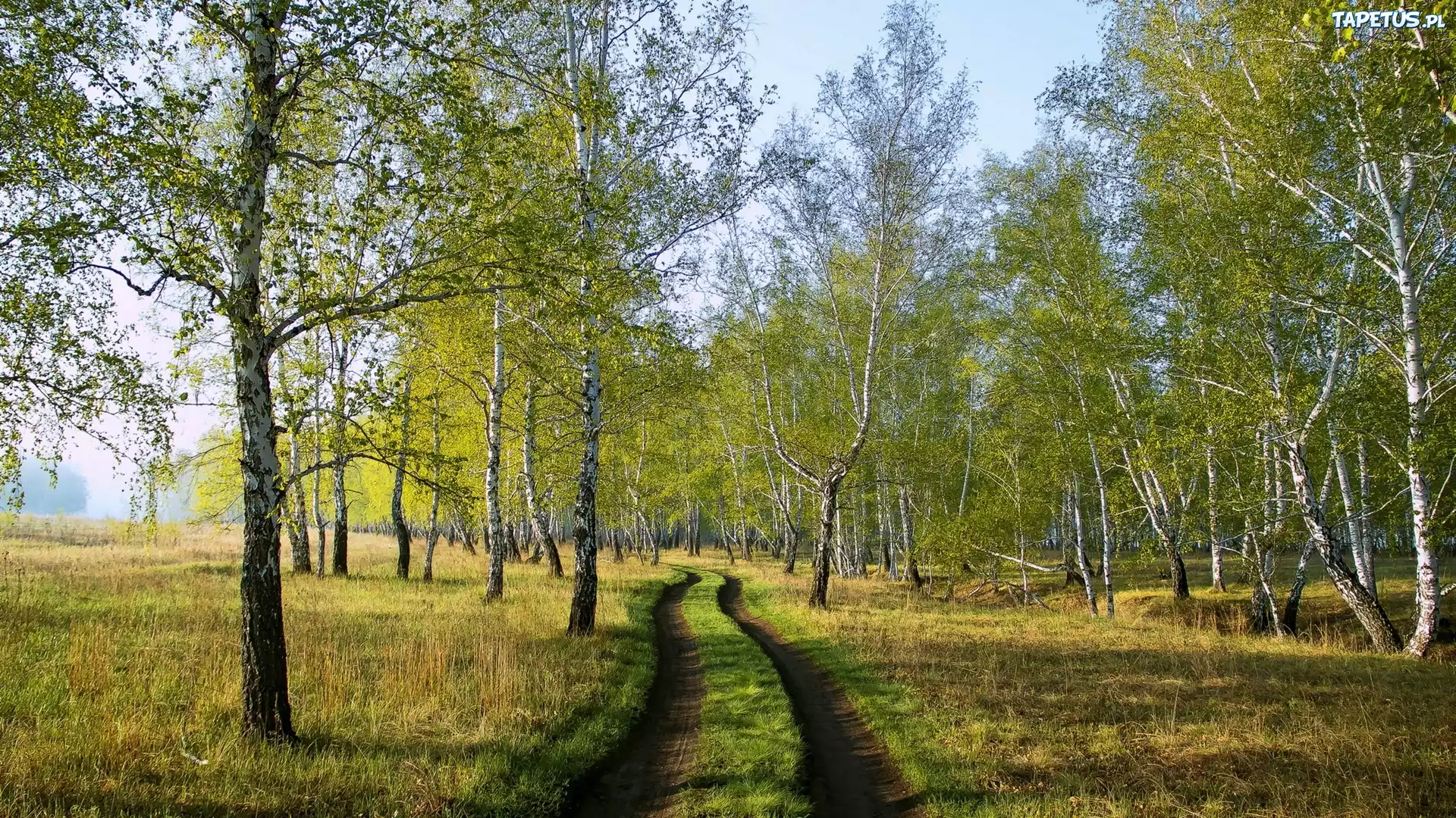 Las, Ścieżka