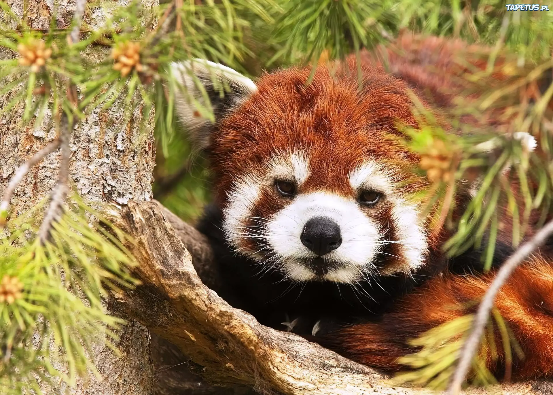 Czerwona, Panda