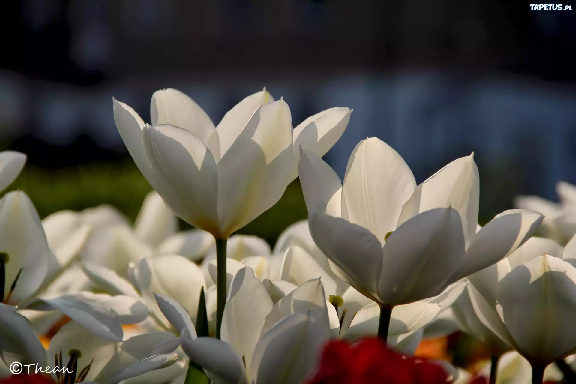 Białe, Tulipany