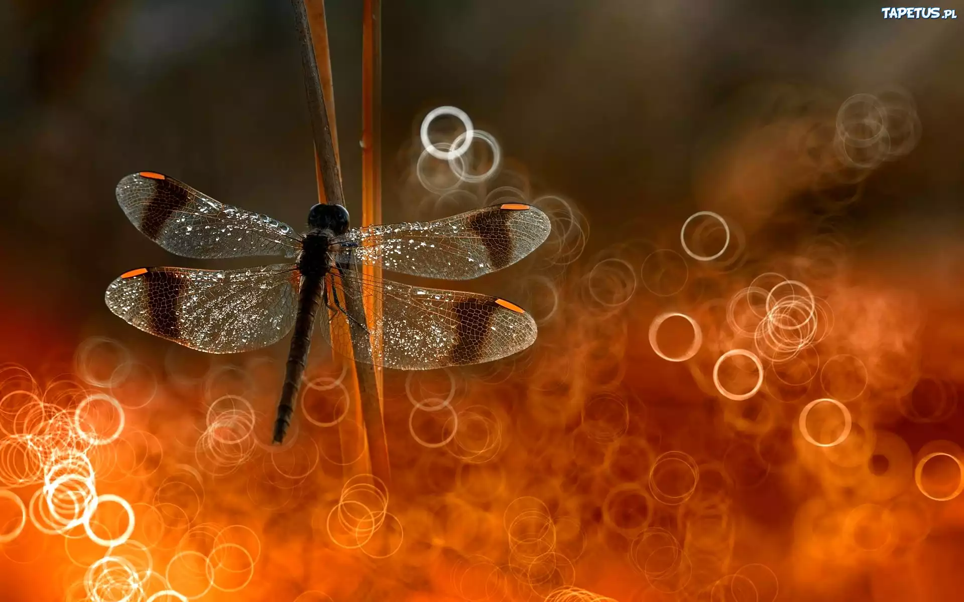 Ważka, Światło, Bokeh, Makro