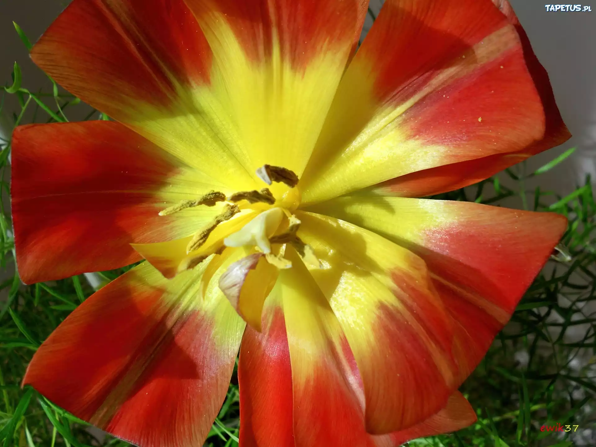 Tulipan, Asparagus