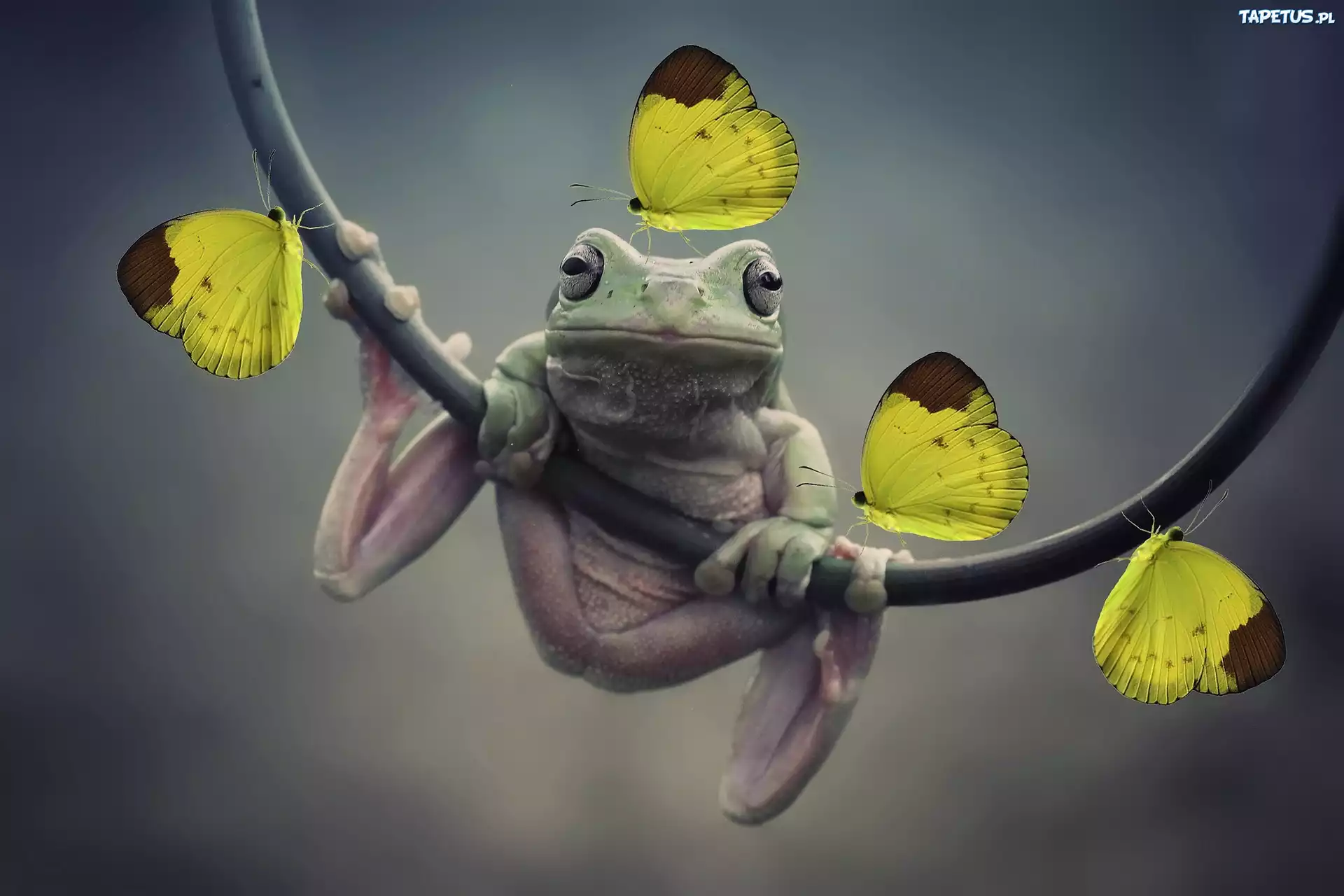 Żaba, Żabka, Żółte, Motyle, Motylki