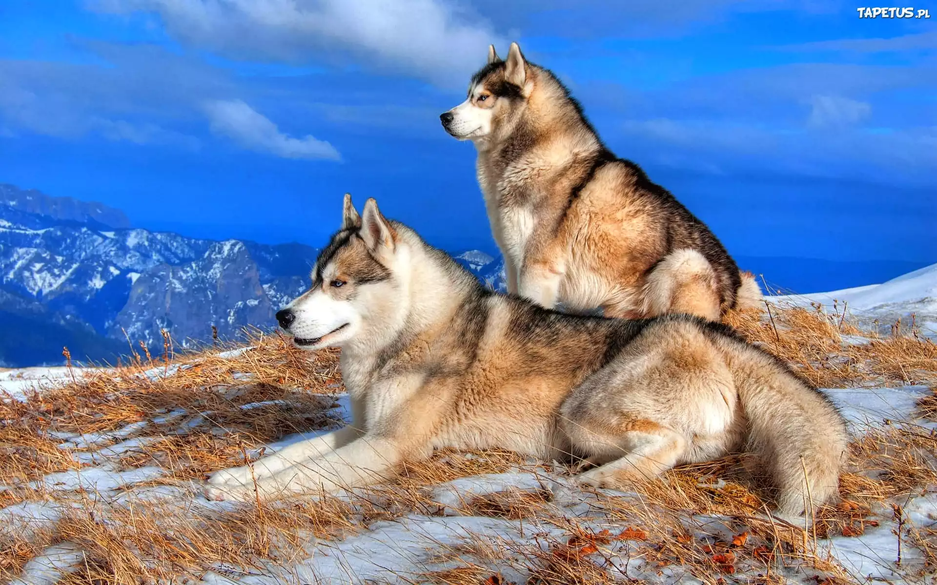 Psy, Malamuty, Góry