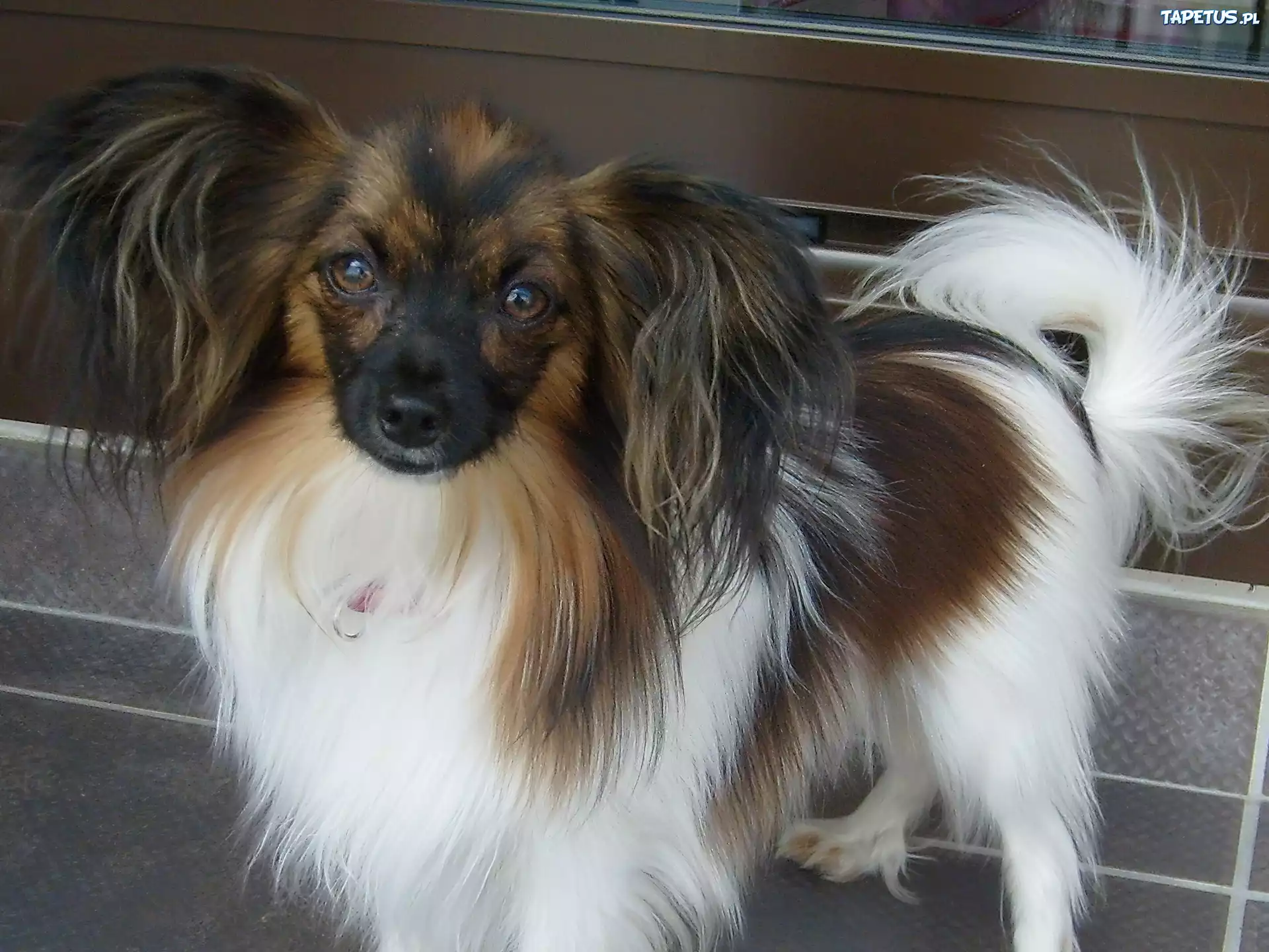 śliczny, Spaniel kontynentalny miniaturowy Phalene