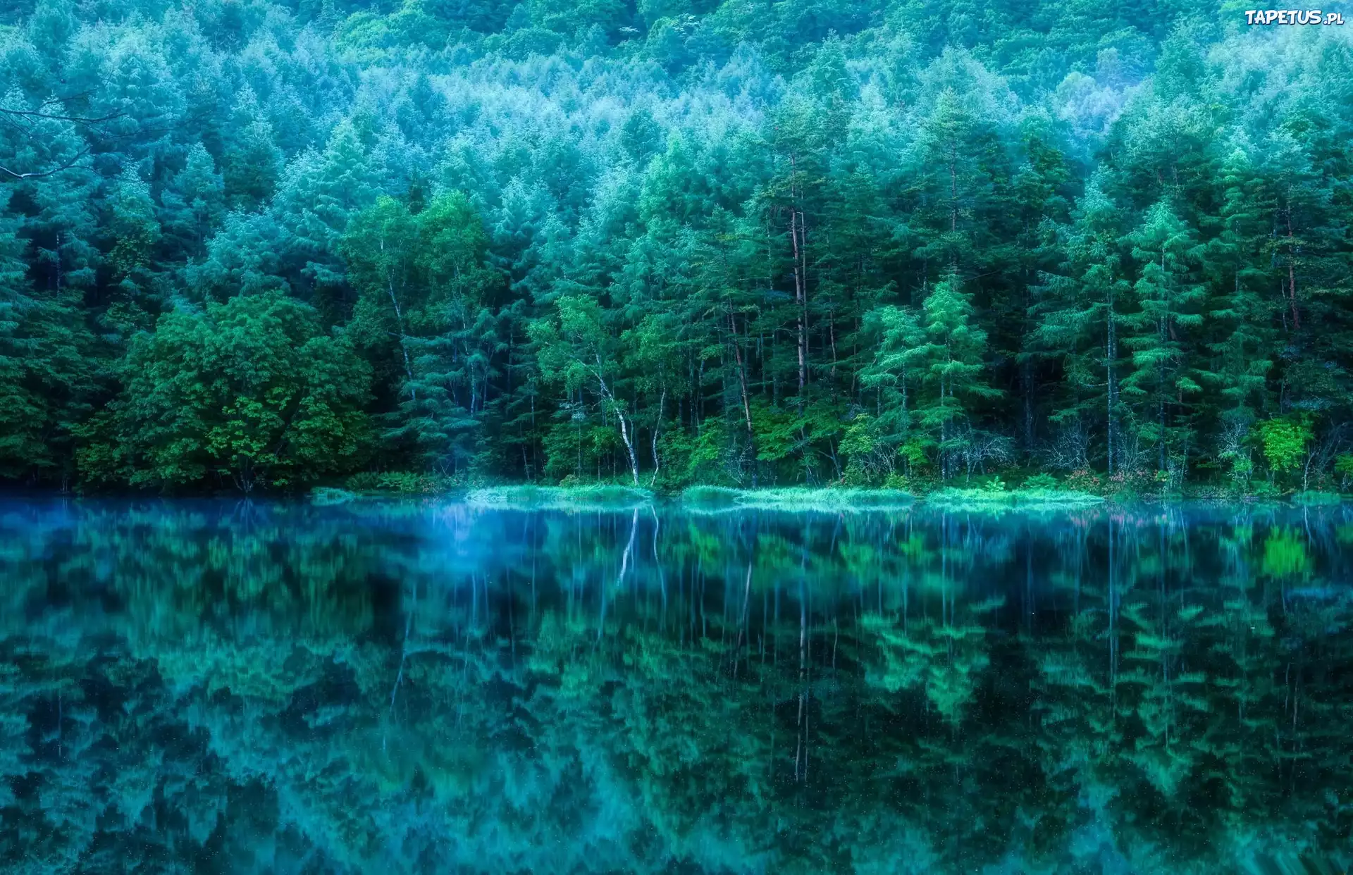 Las, Jezioro, Odbicie