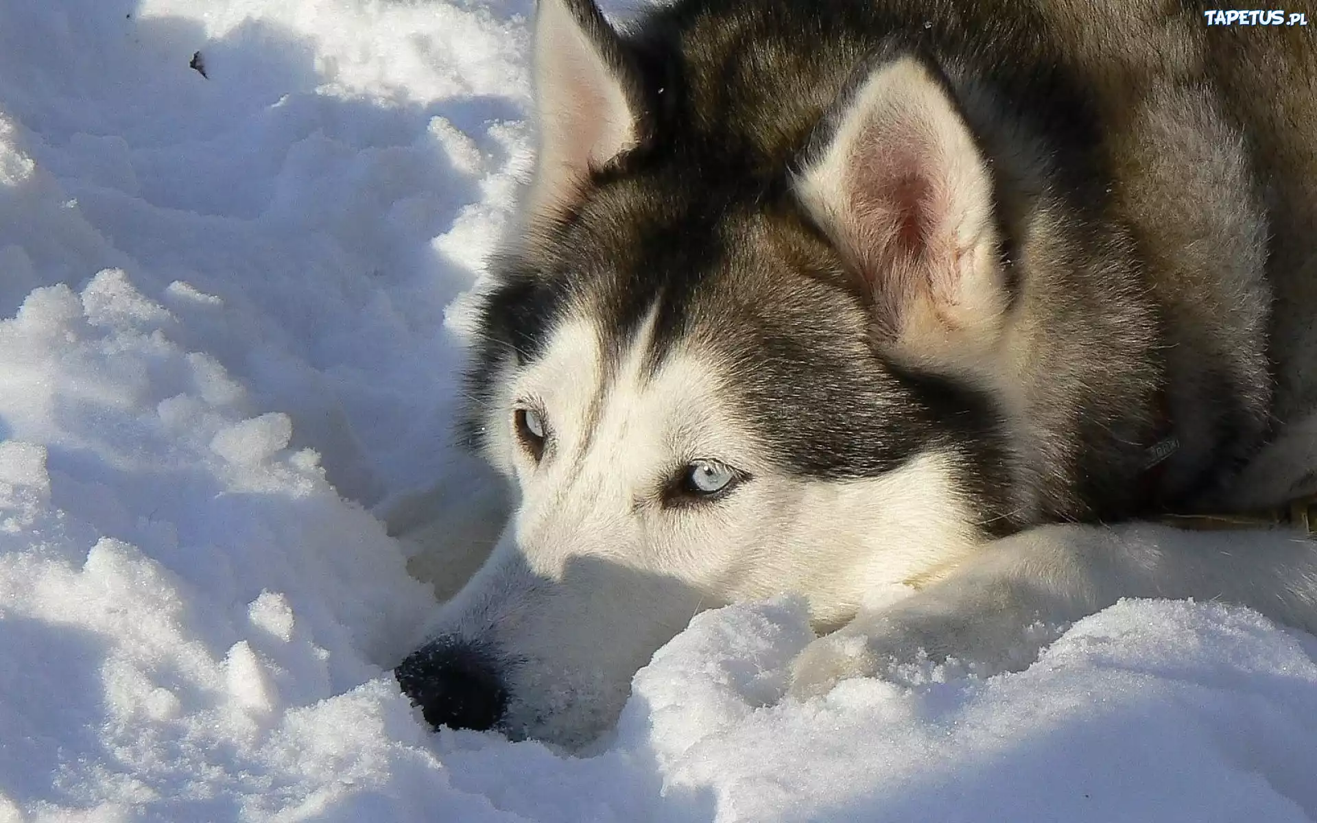 Siberian Husky, Śnieg