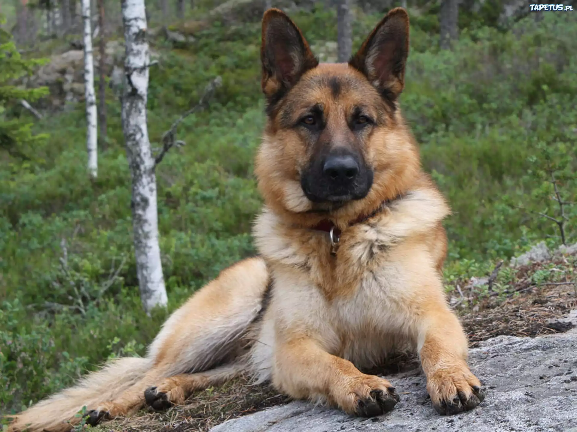 Порода самой преданной собаки. Баварская овчарка Shepherd. German Shepherd немецкая овчарка. Немецкая сторожевая овчарка.