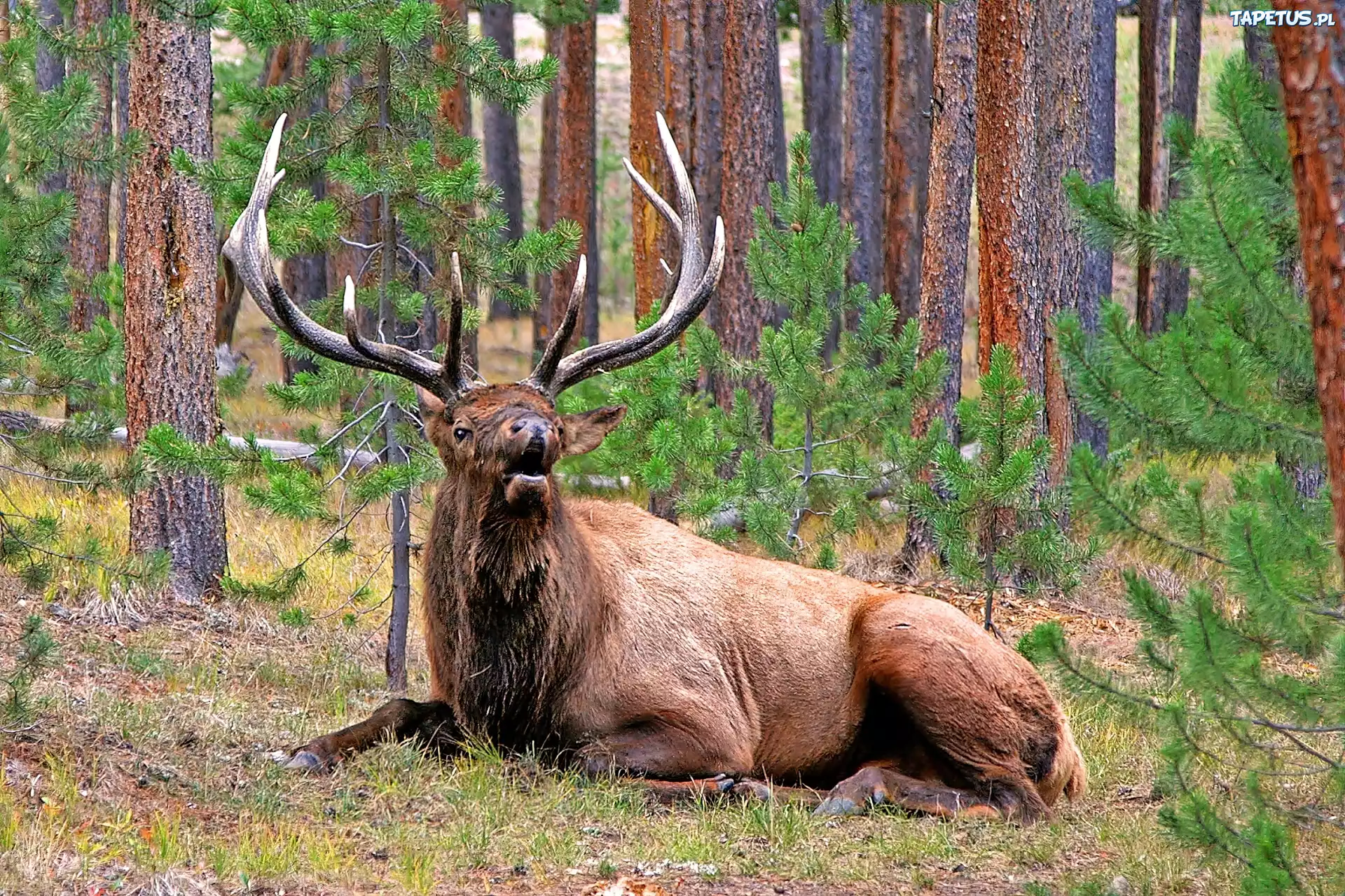 Las, Jeleń, Park, Narodowy, Yellowstone
