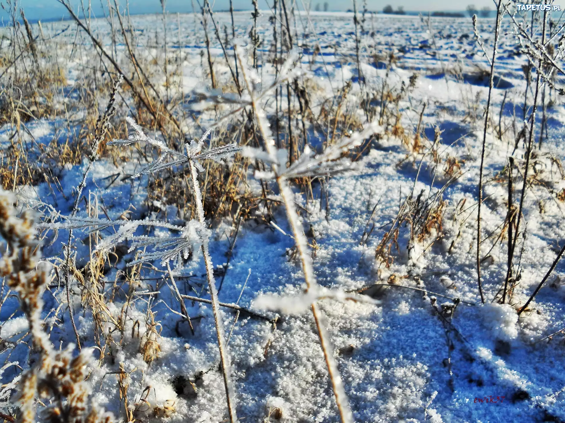 Zamrożone, Trawy, Śnieg