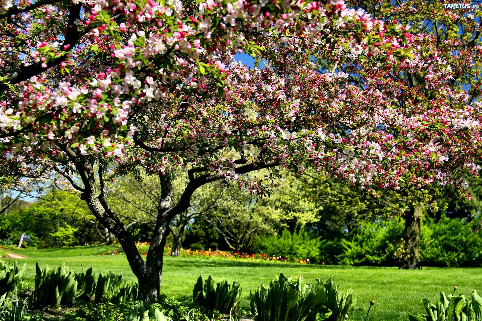 Ogród Botaniczny, Chicago, Wiosna