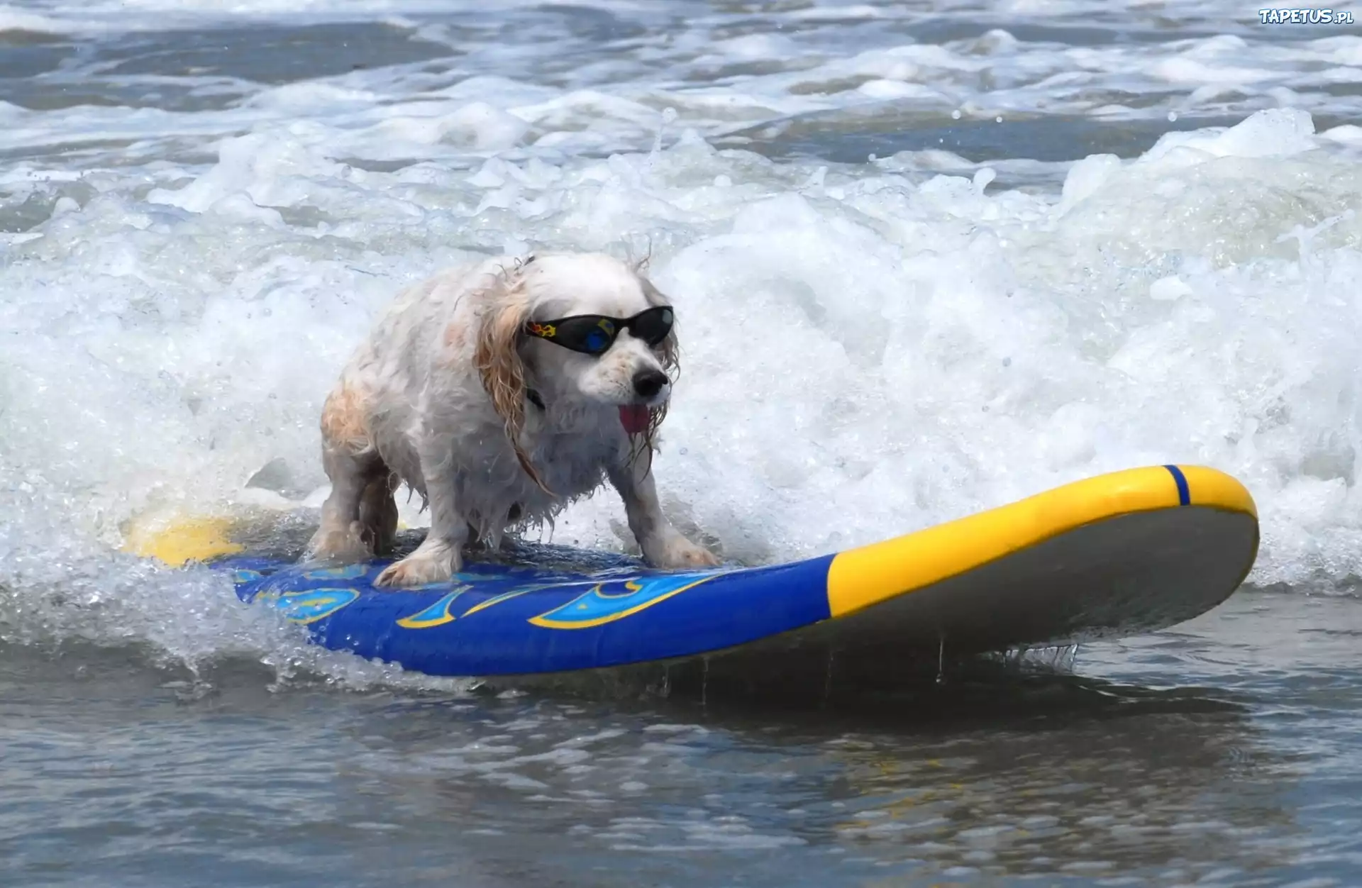 Piesek, Okulary, Morze, Surfing
