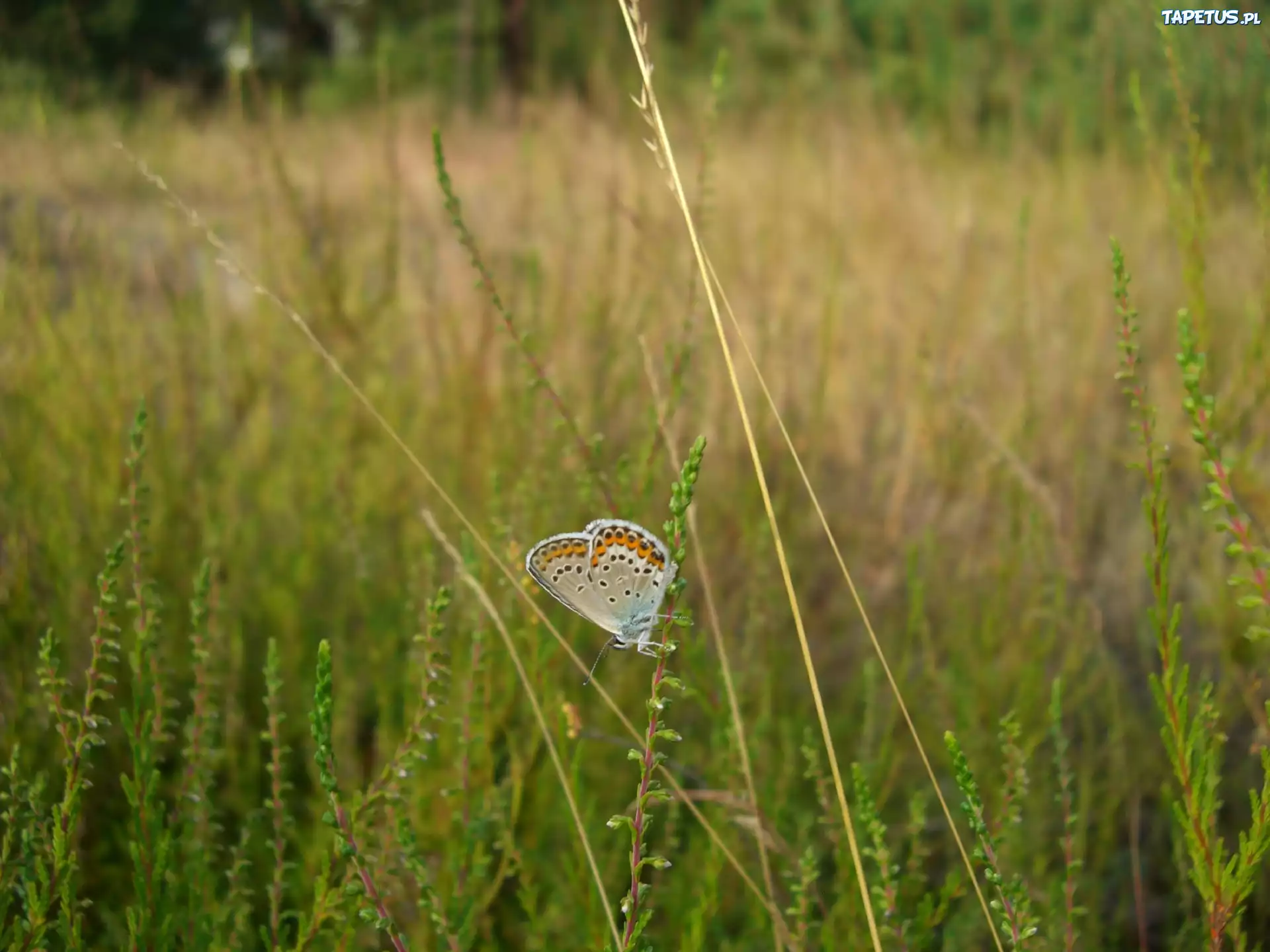 Modraszek, Motyl, Źdźbła, Trawy