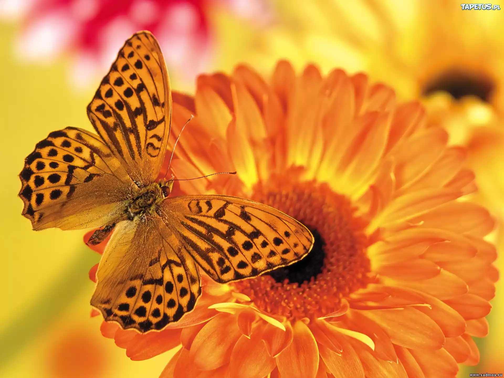 Motyl, Pomarańczowa, Gerbera