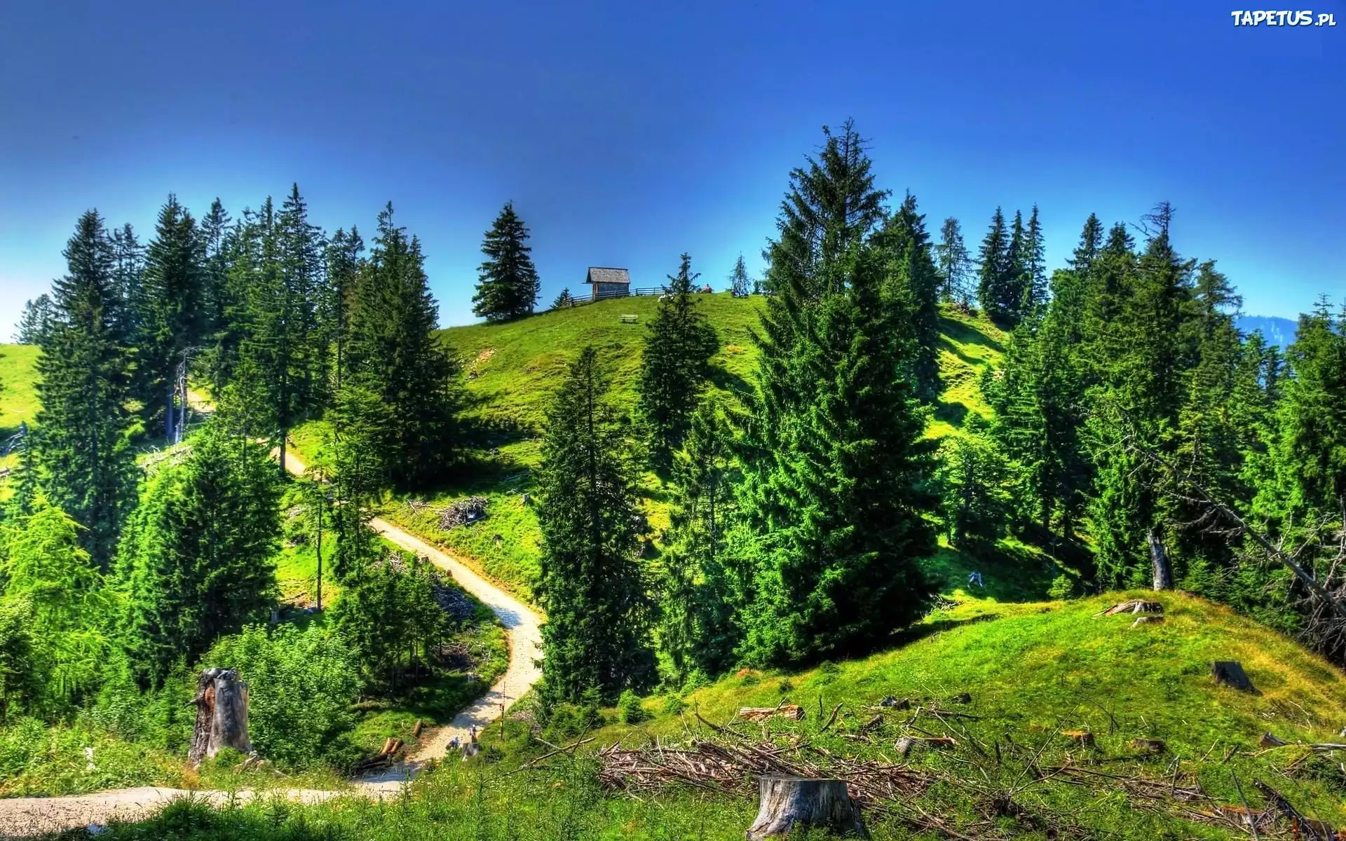 Domek, Wzgórze, Drzewa, Droga