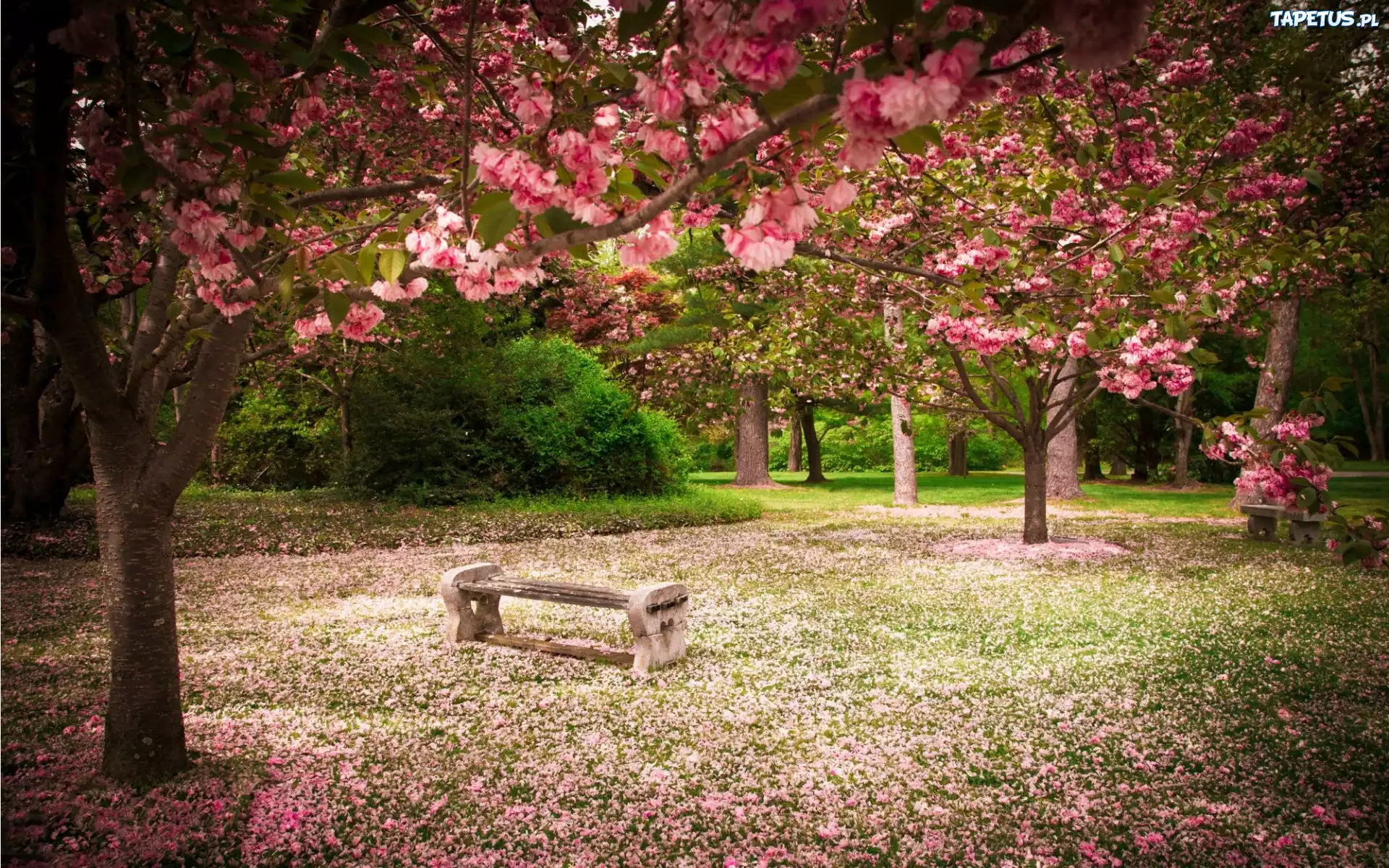 Park, Ławki, Kwitnące, Drzewa, Wiosna