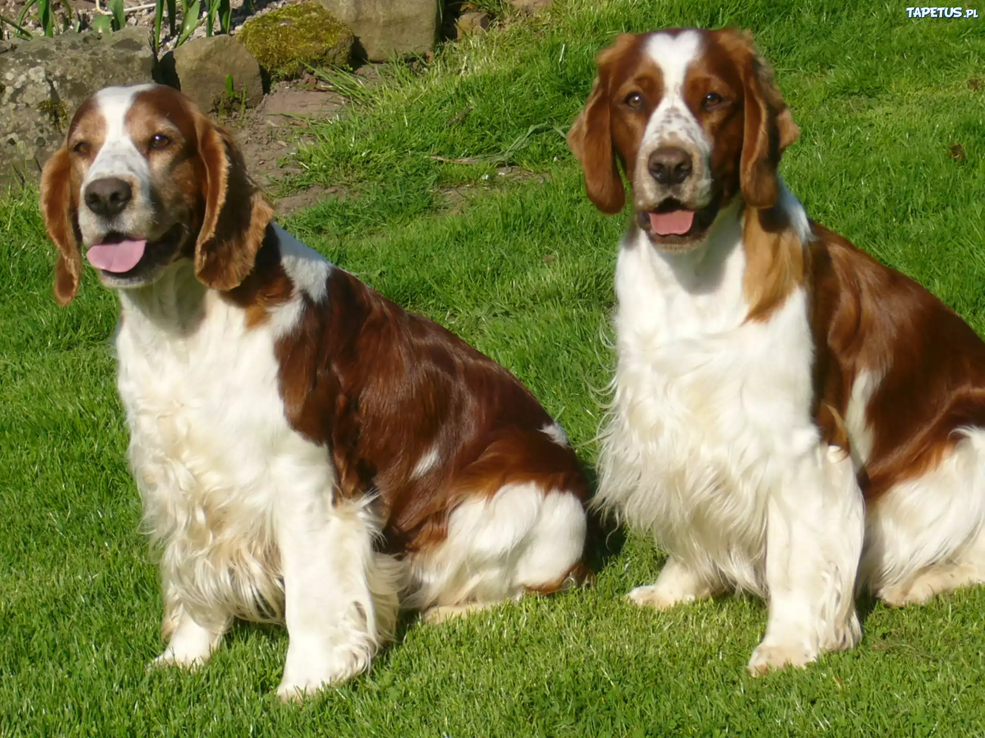 dwa, dorosłe, Springery spaniele walijskie