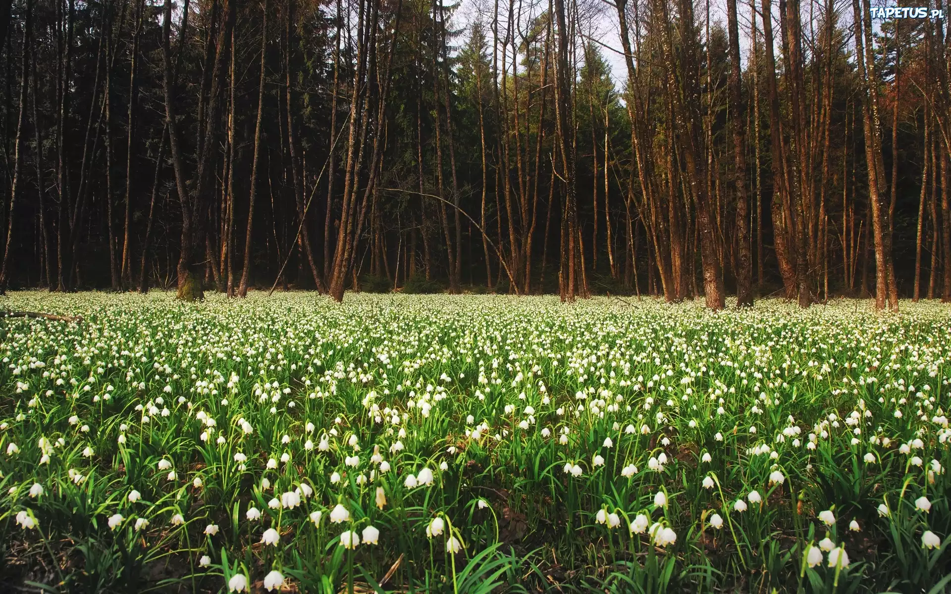Przebiśniegi, Las