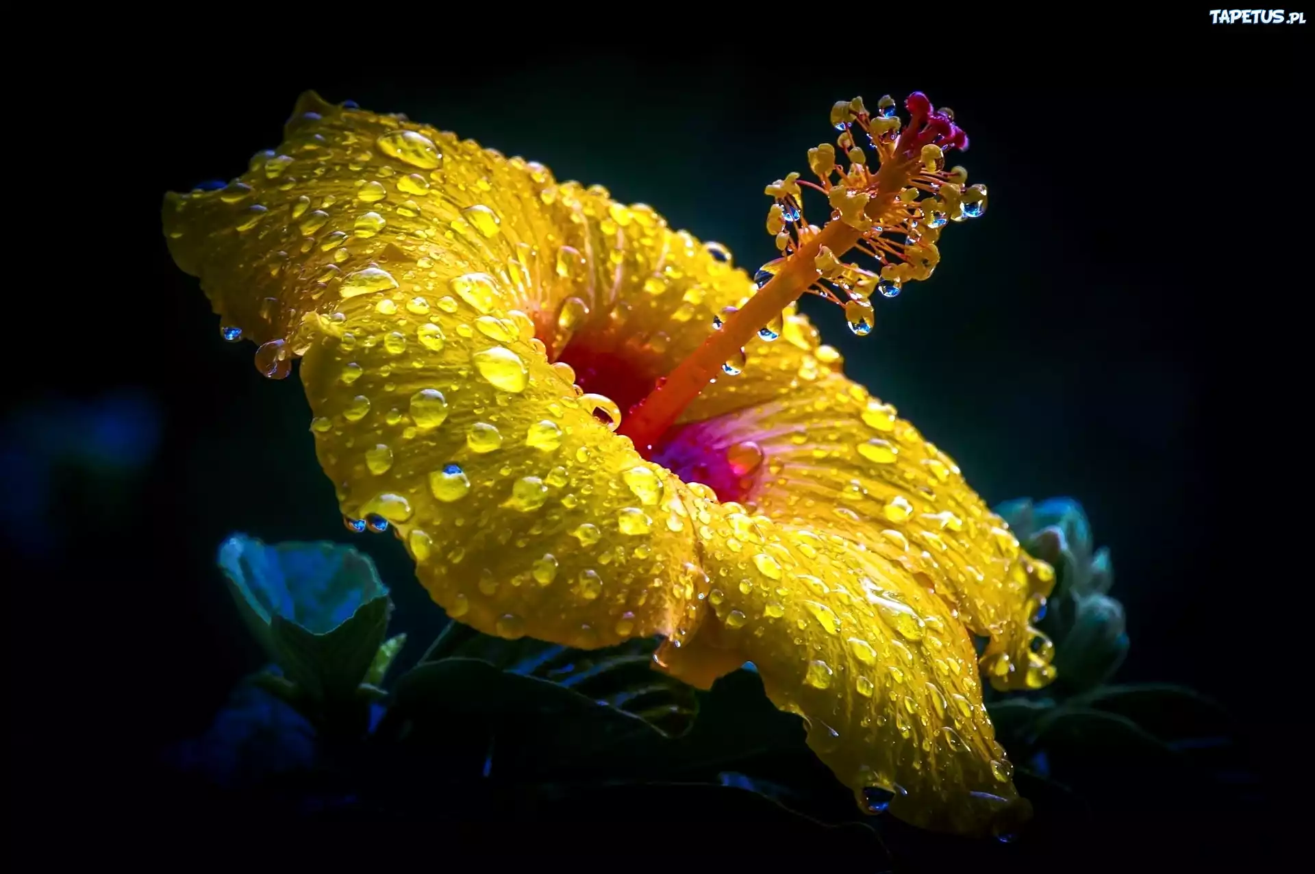 Hibiskus, Krople, Deszczu, Makro