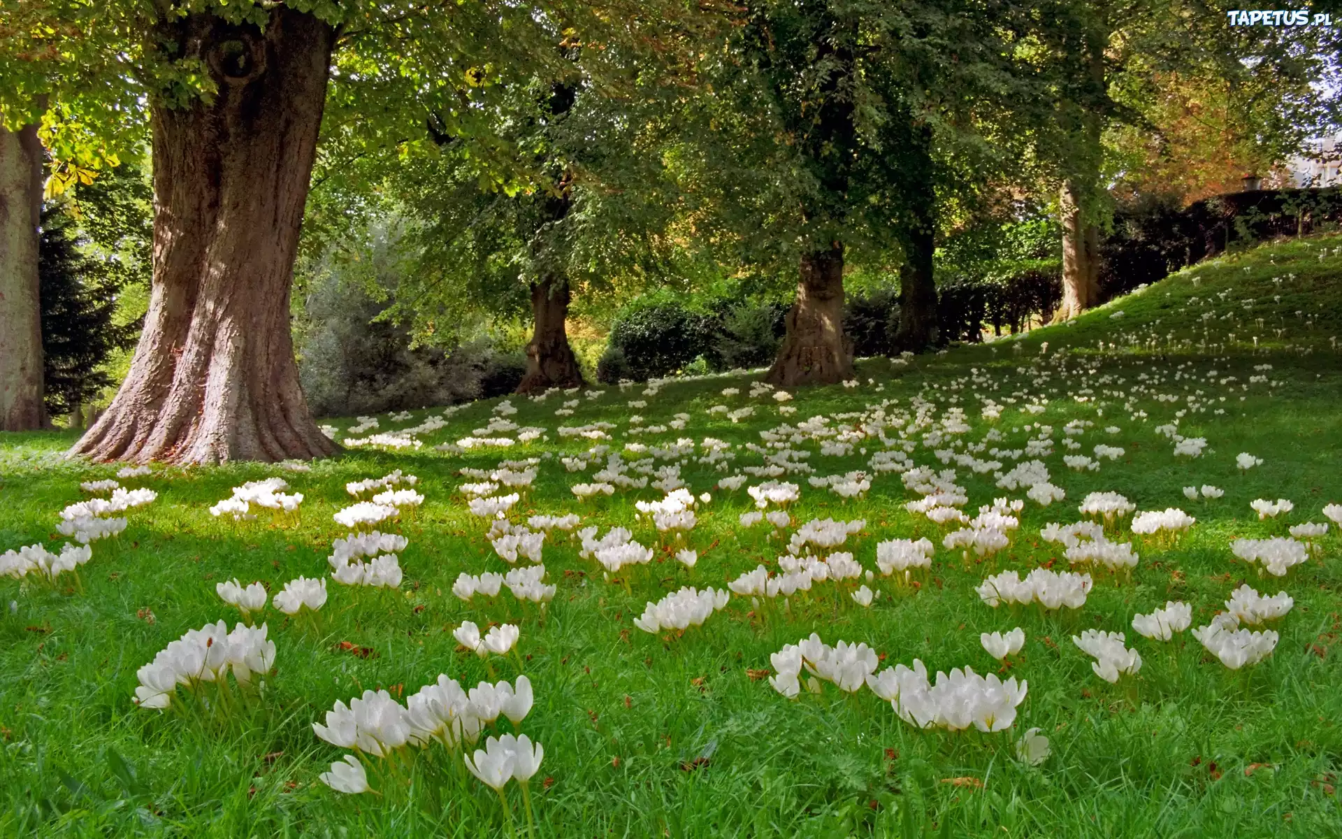Krokusy, Łąka, Park, Anglia