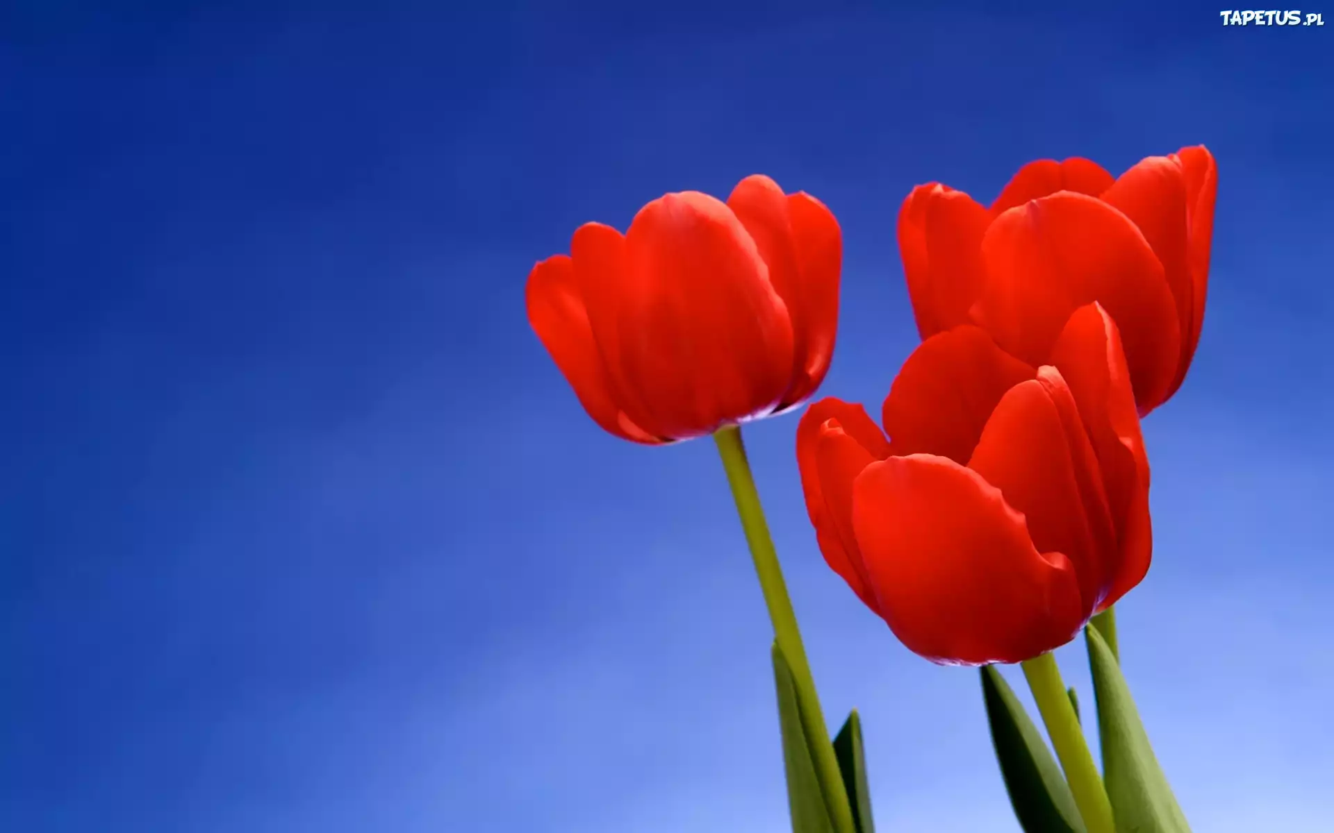 Trzy, Czerwone, Tulipany, Błękit, Nieba
