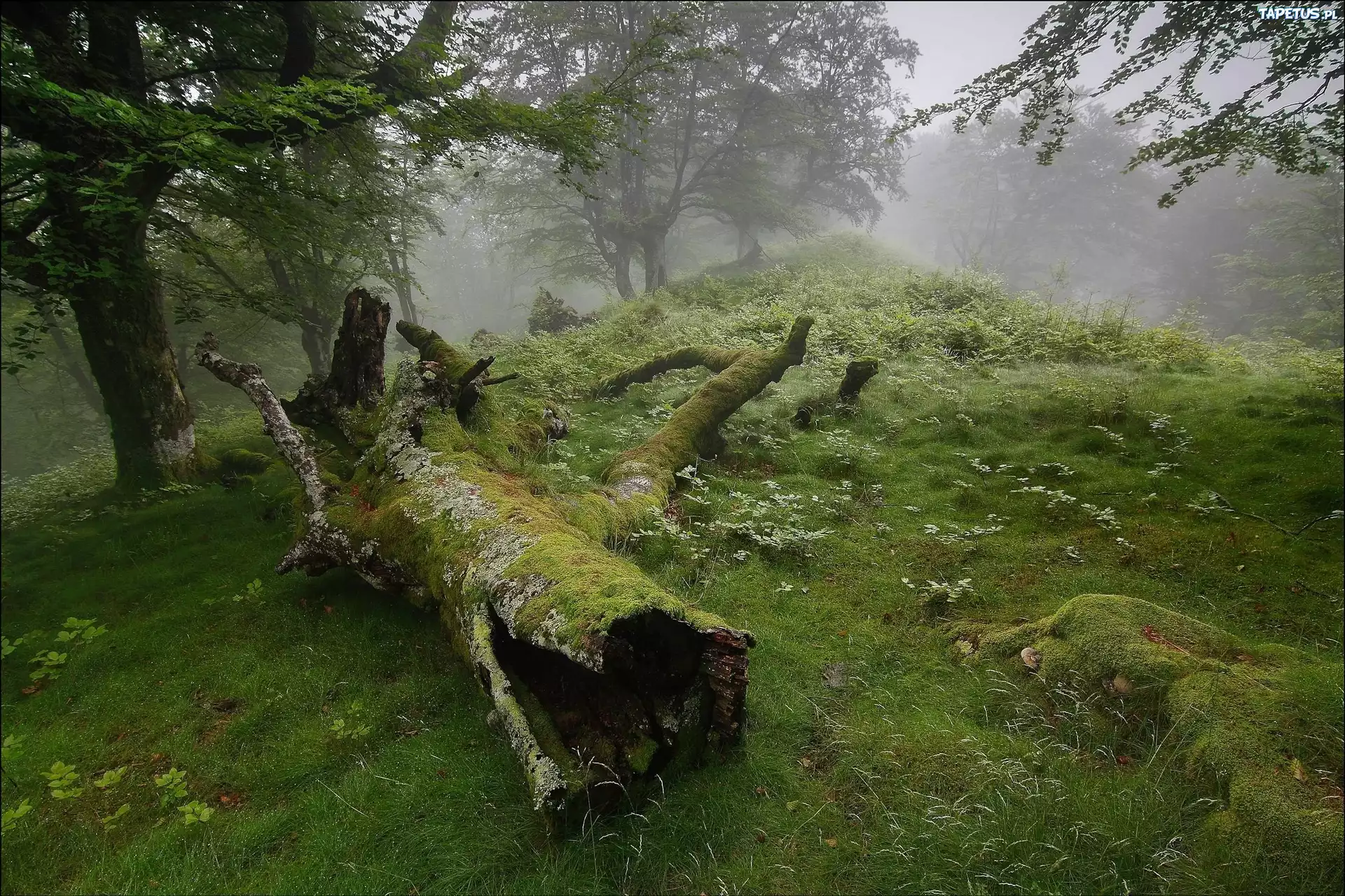 Las, Mgła, Łąka