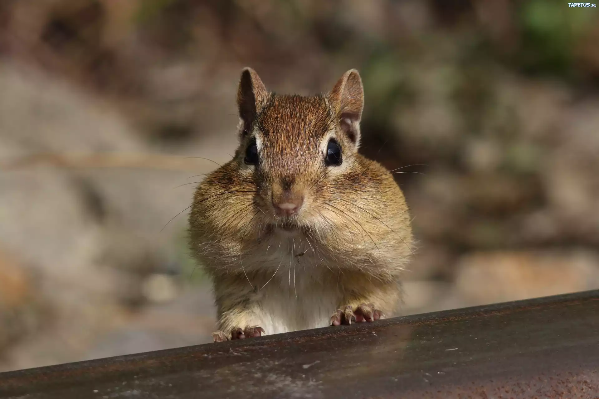 Wiewiórka, Chipmunk