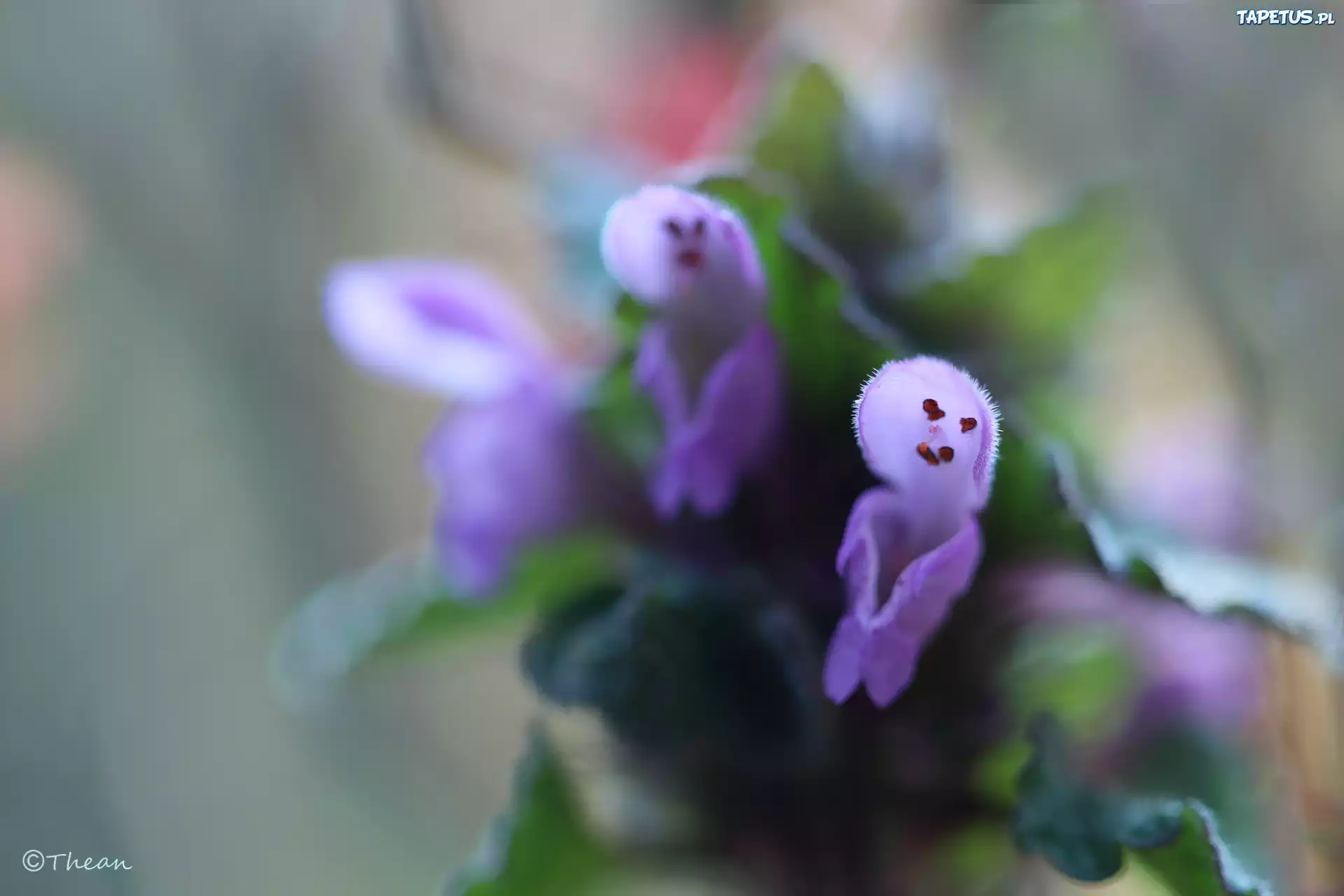 Jasnota Purpurowa, Pokrzywa, Fioletowe, Kwiaty
