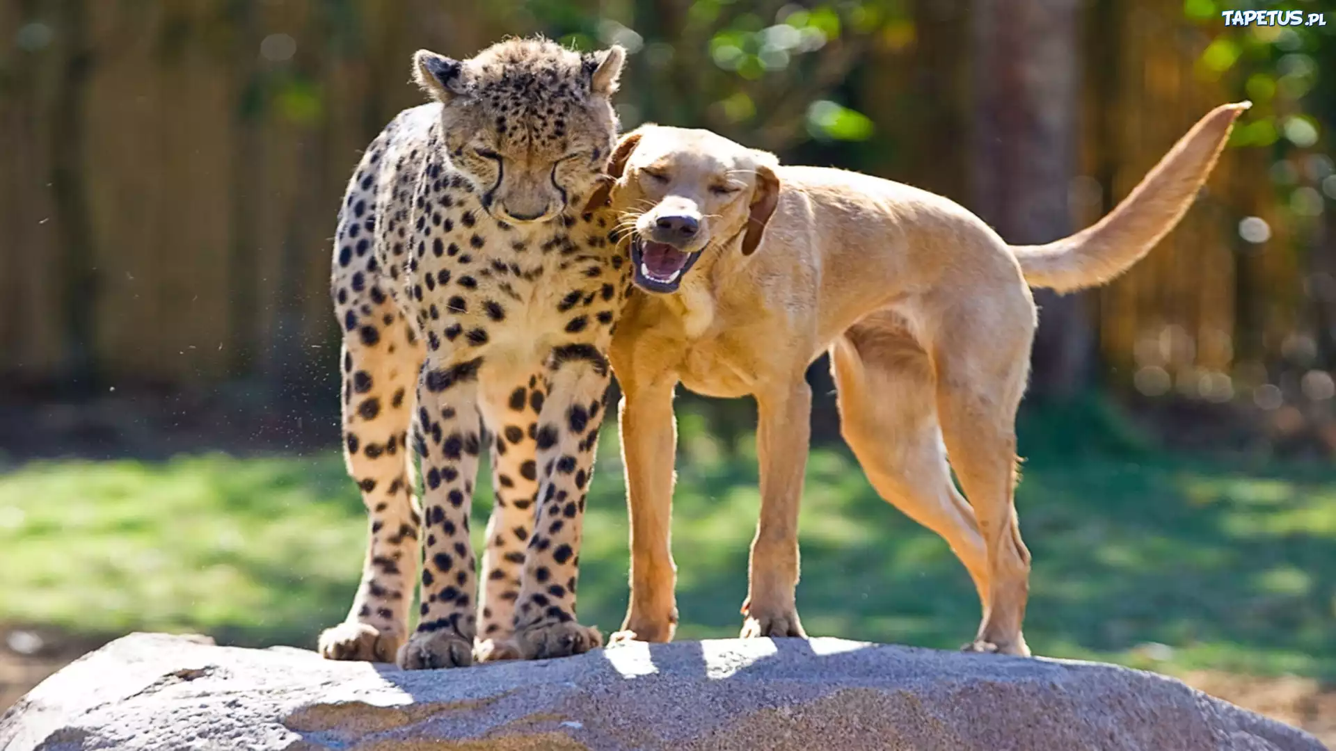 Pies, Gepard