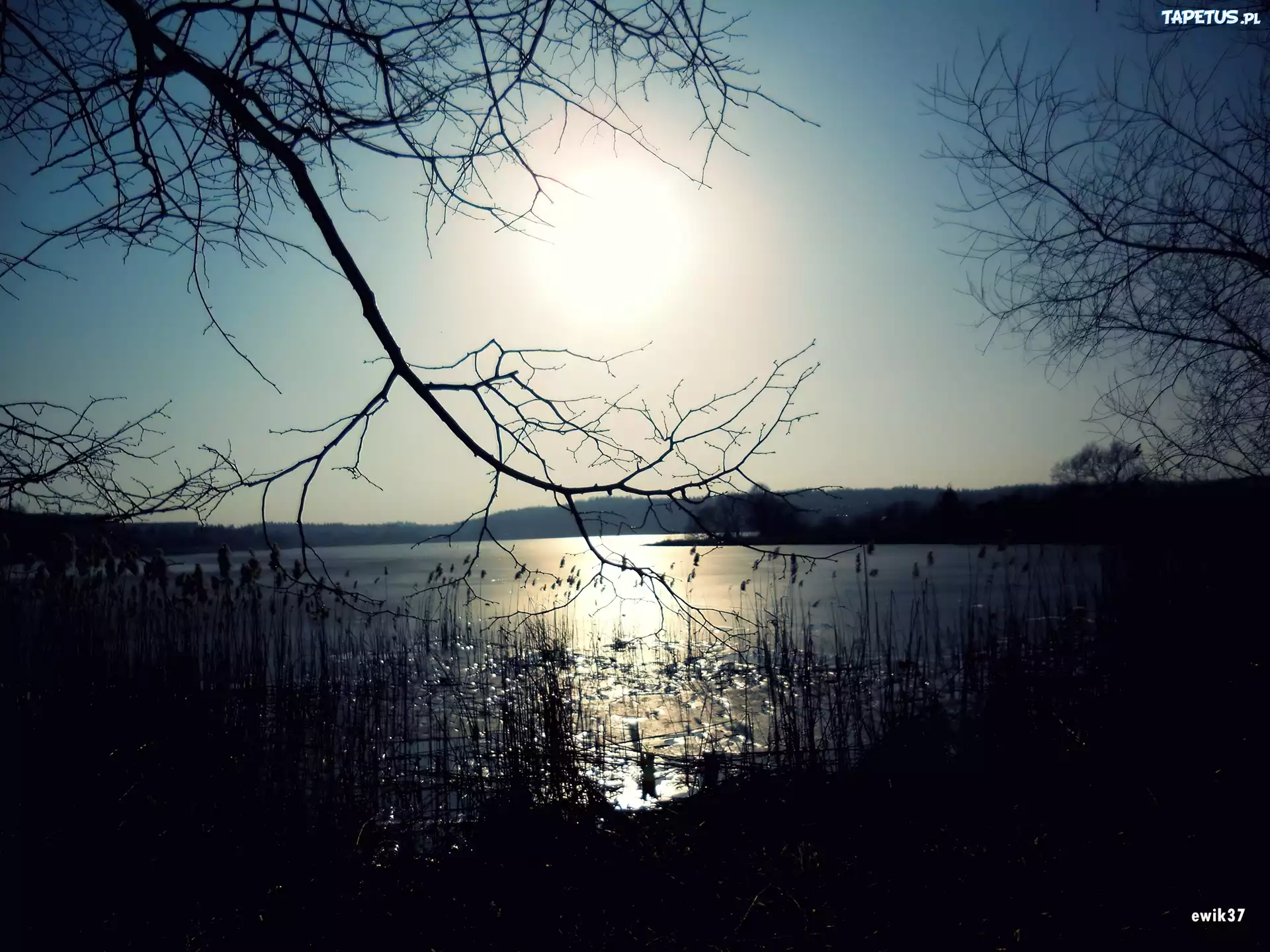 Sitowie, Jezioro, Drzewa, Słońce