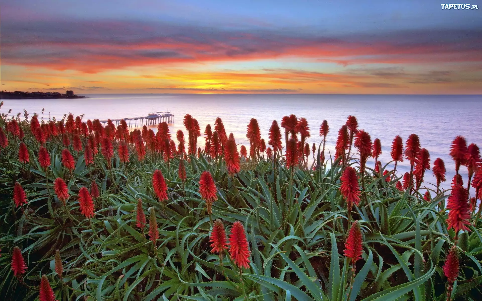 Morze, Molo, Aloes, Zachód Słońca