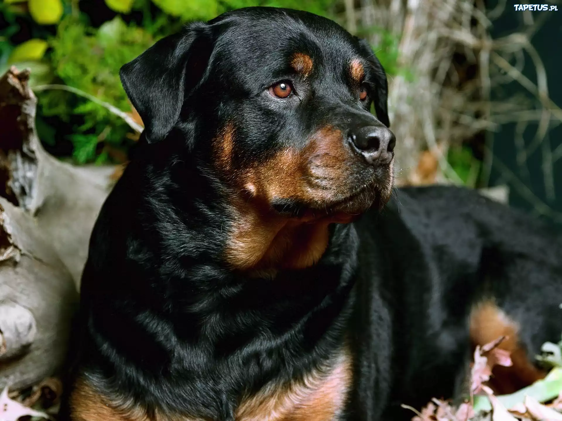 Czarny, Rottweiler
