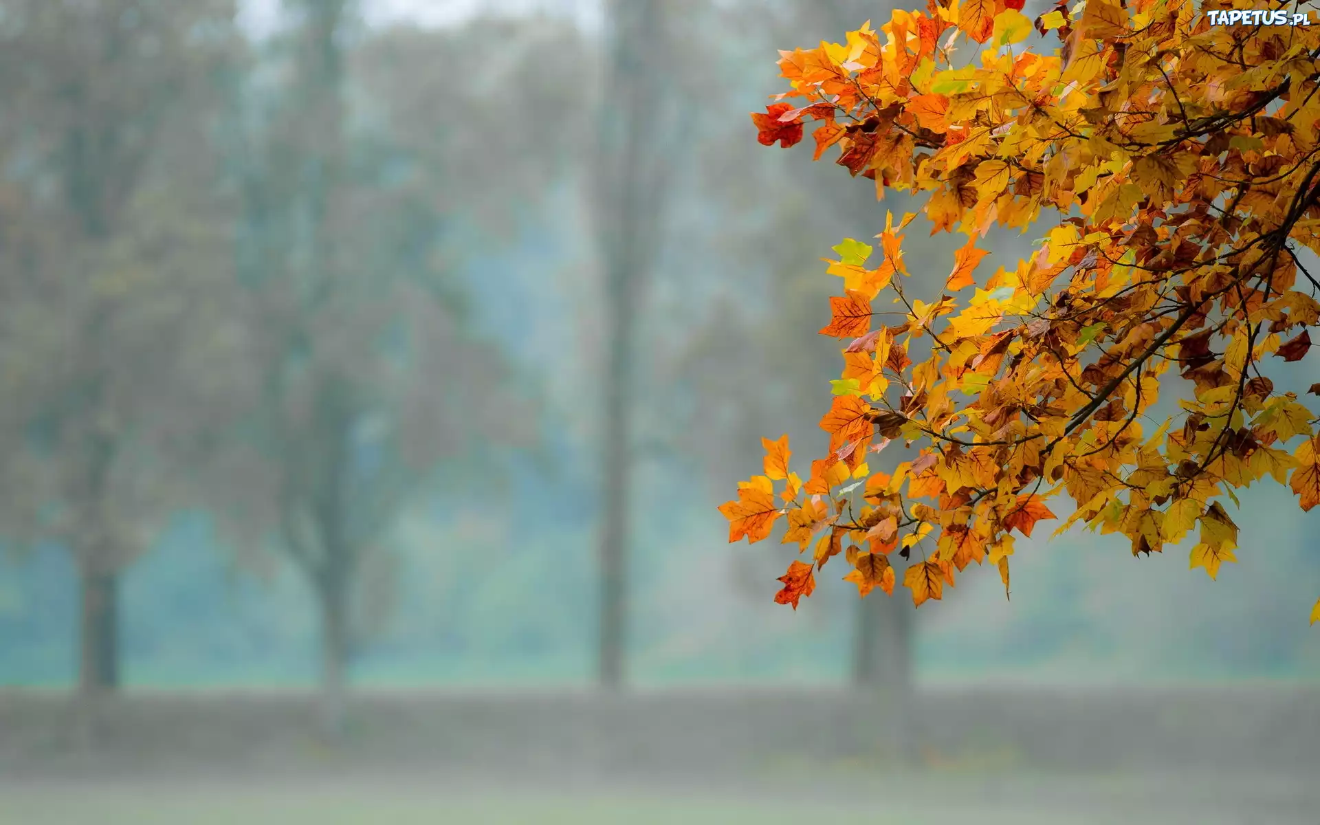 Park, Gałąź, Drzewa, Liście