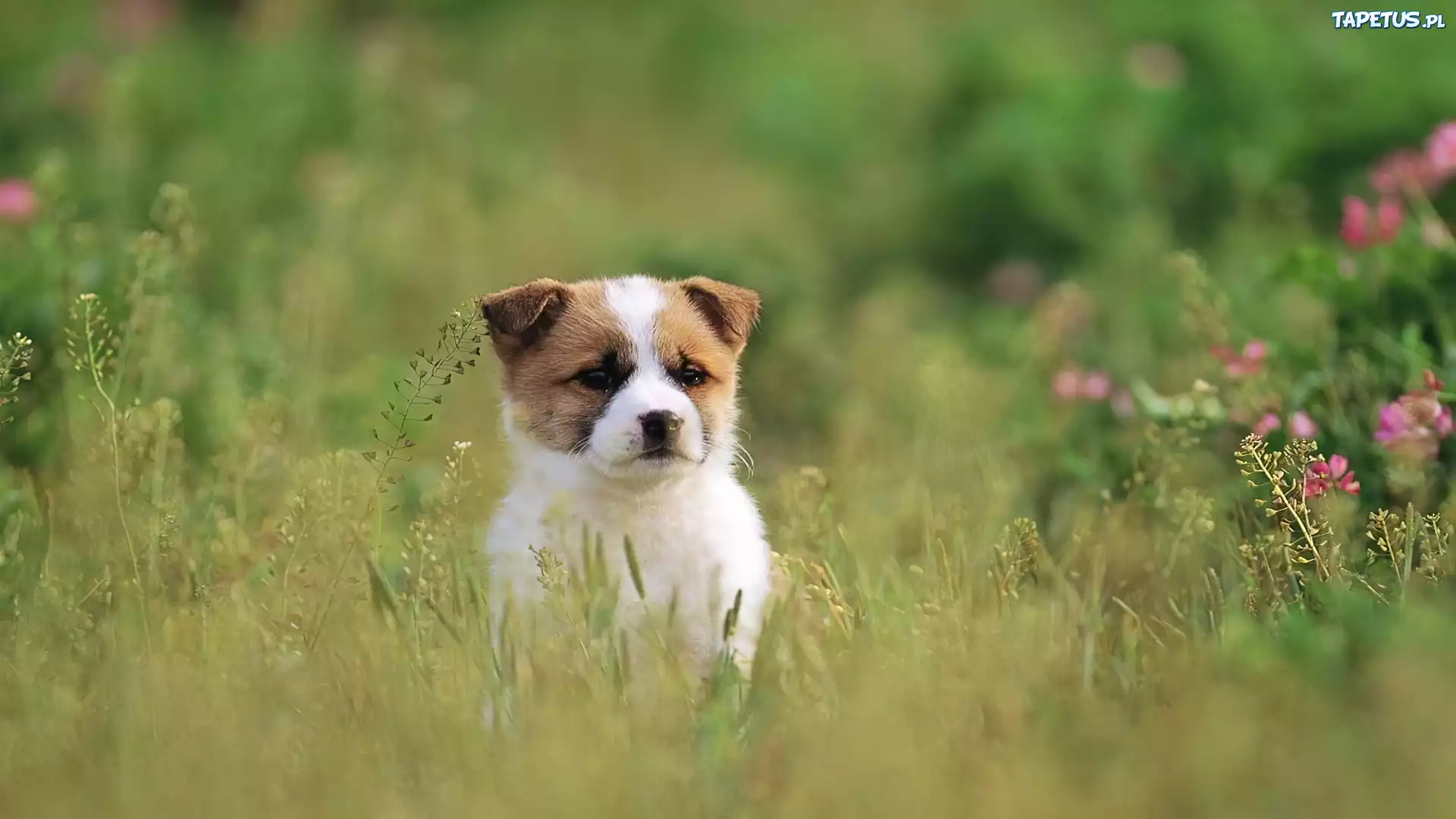 природа животные трава собаки щенок загрузить