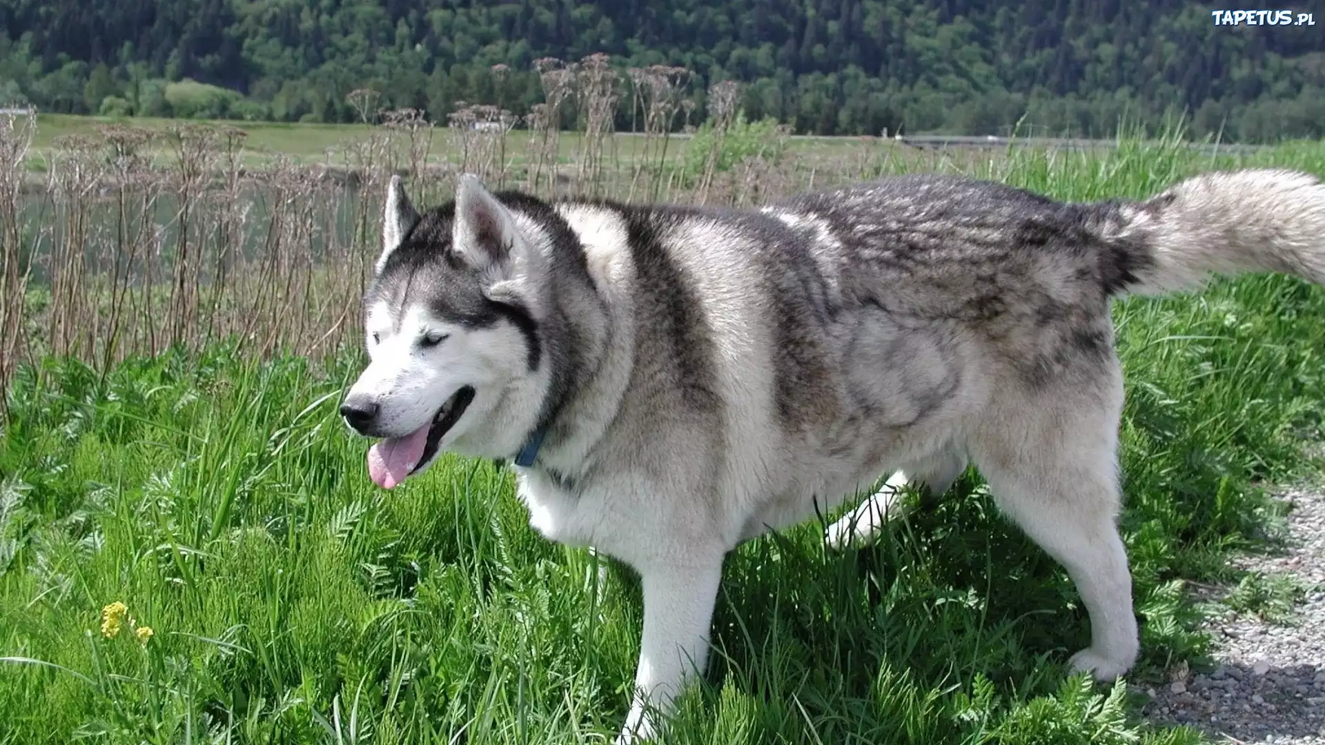 Siberian Husky, Trawa