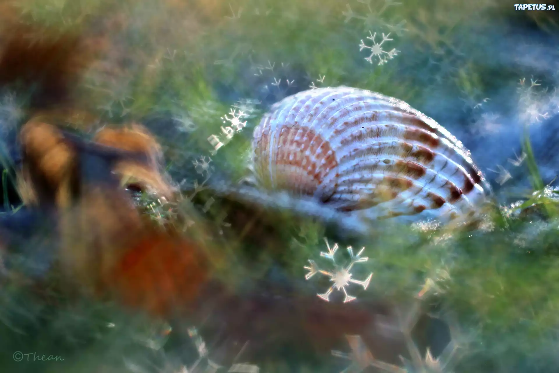 Muszelka, Bokeh, Makro