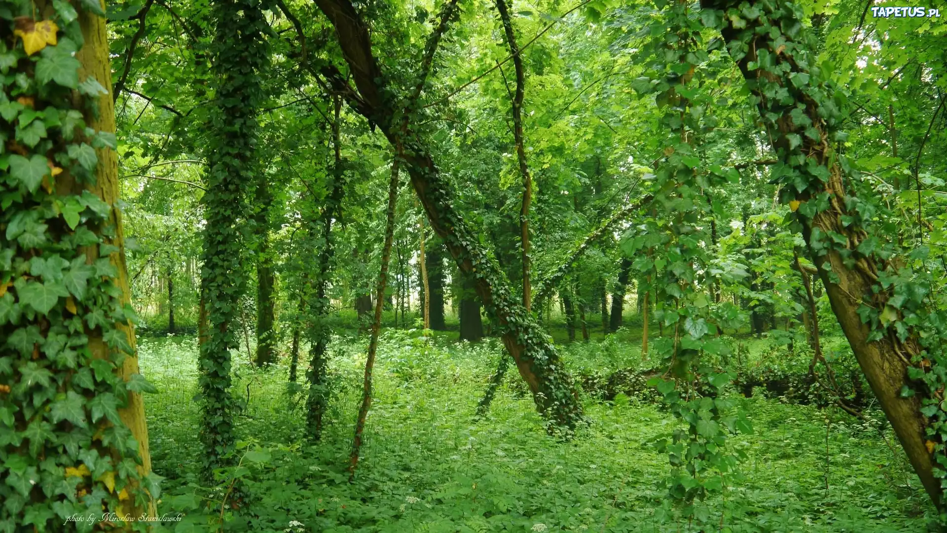 Las, Drzewa, Pnącze, Liście