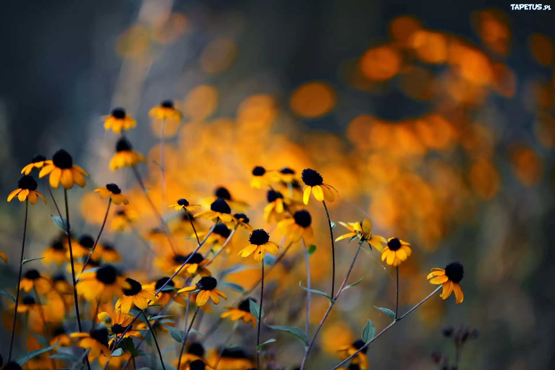 Żółte, Kwiaty, Rudbekia, Blask