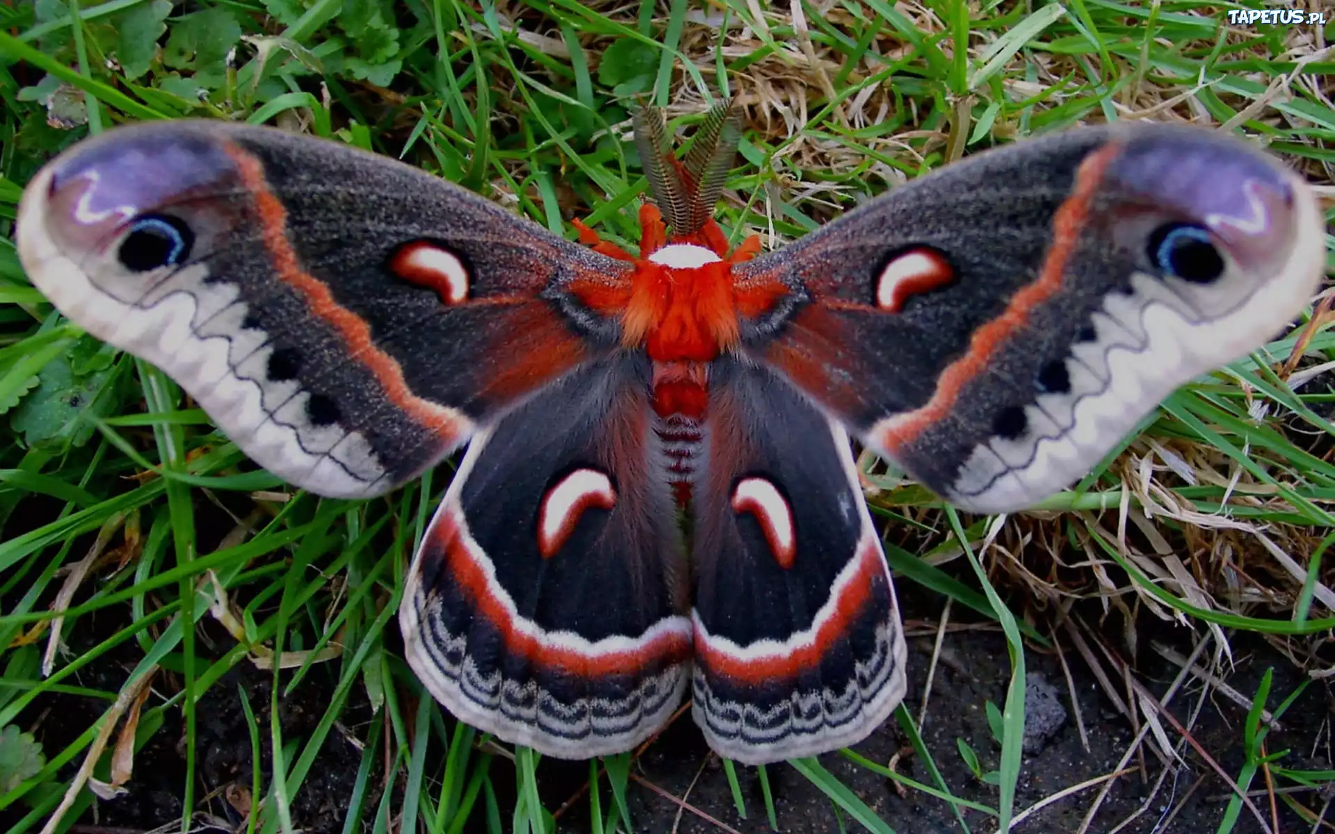 Egzotyczny, Motyl, Trawa