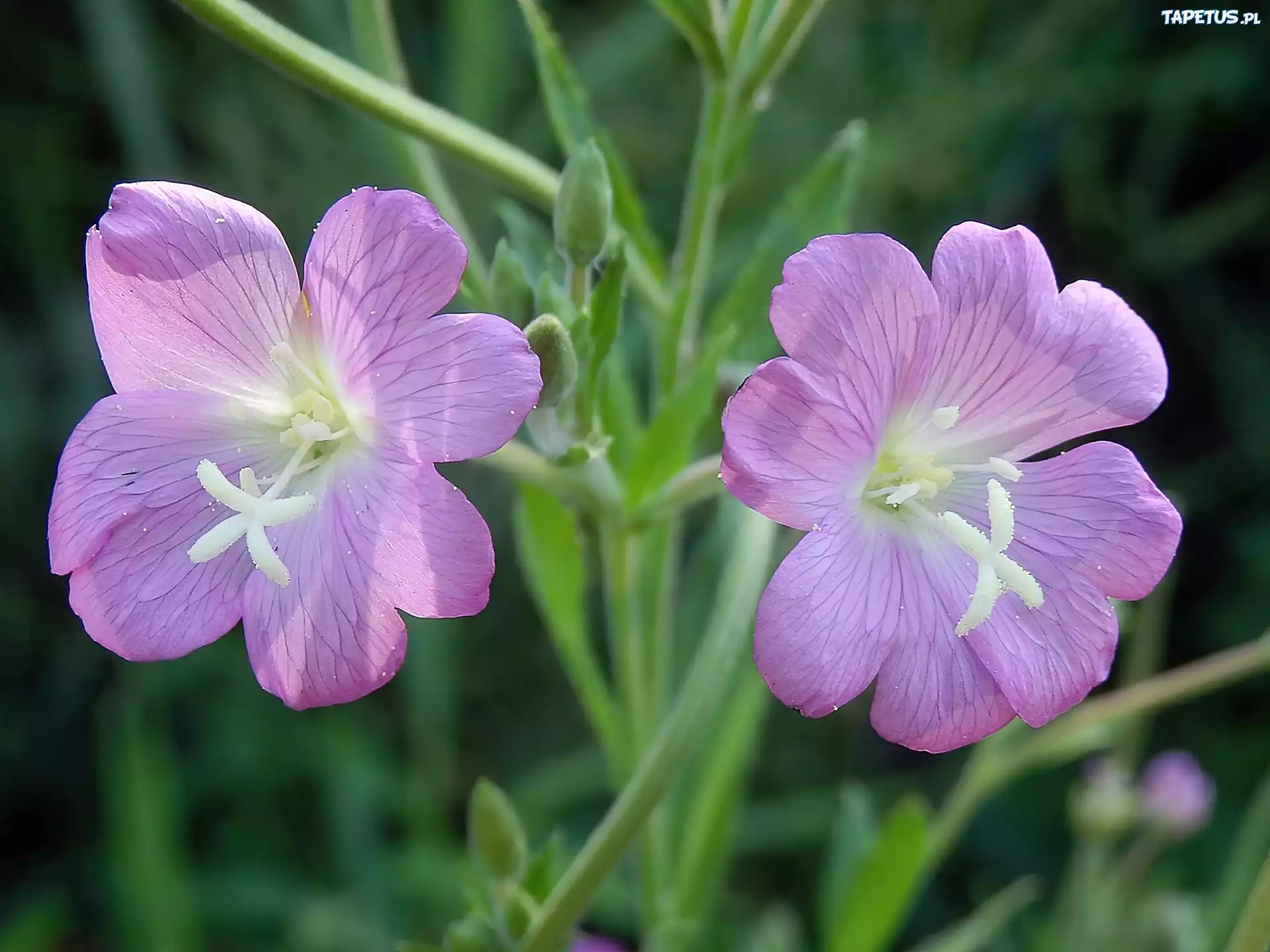 Kwiaty, Wierzbowica Kosmata