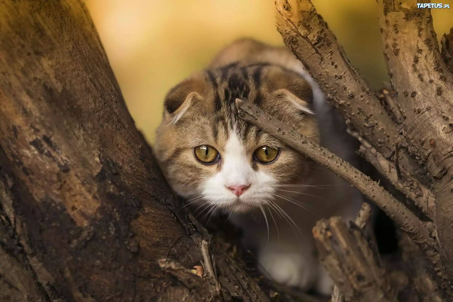 Кот у бревен скачать