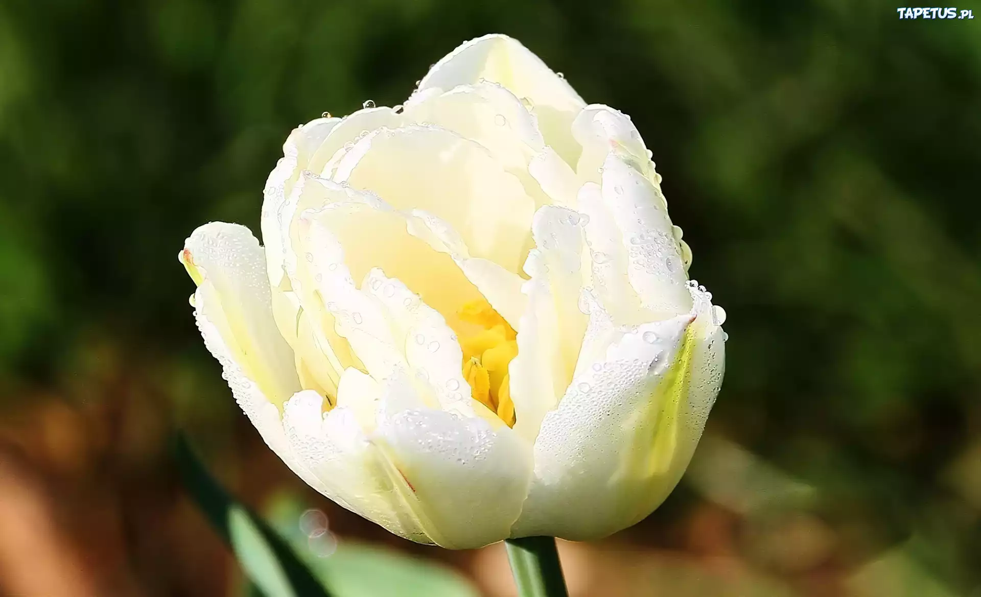Biały, Tulipan, Krople, Rosy