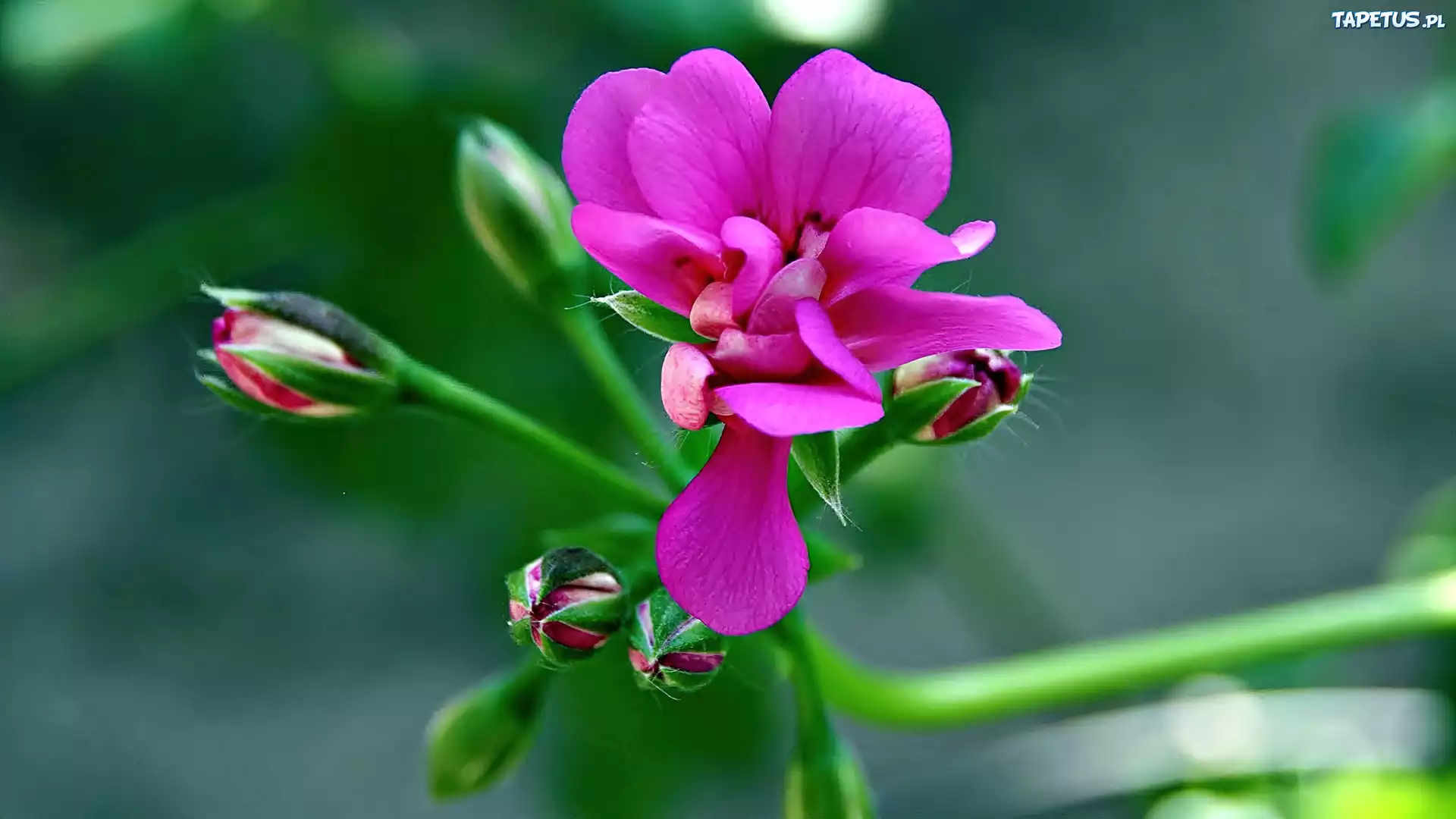 R??owy, Kwiat, P?ki, Rozmycie, Pelargonia